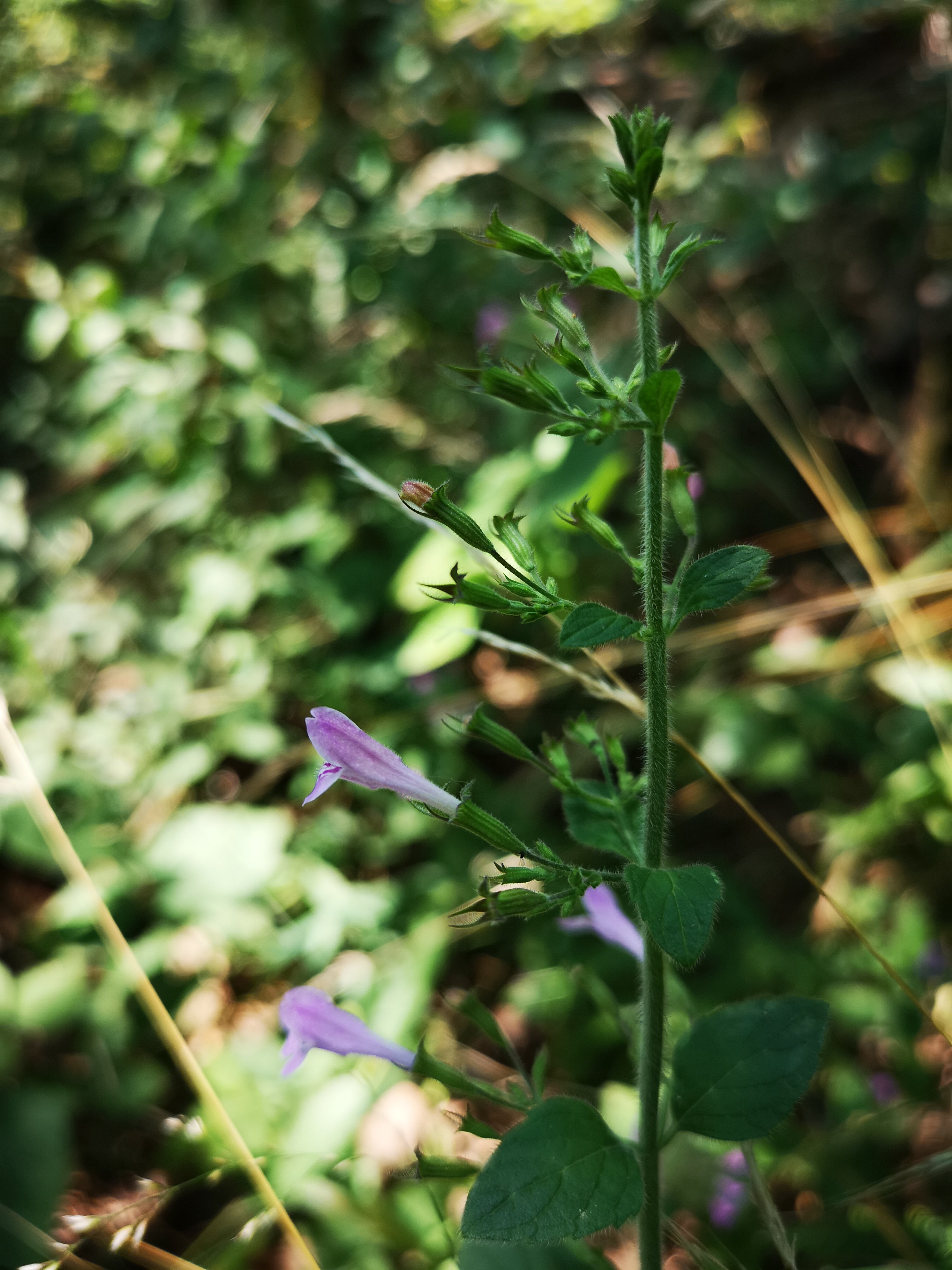 18072018200508 3818 art 2275 img 20180718 102426