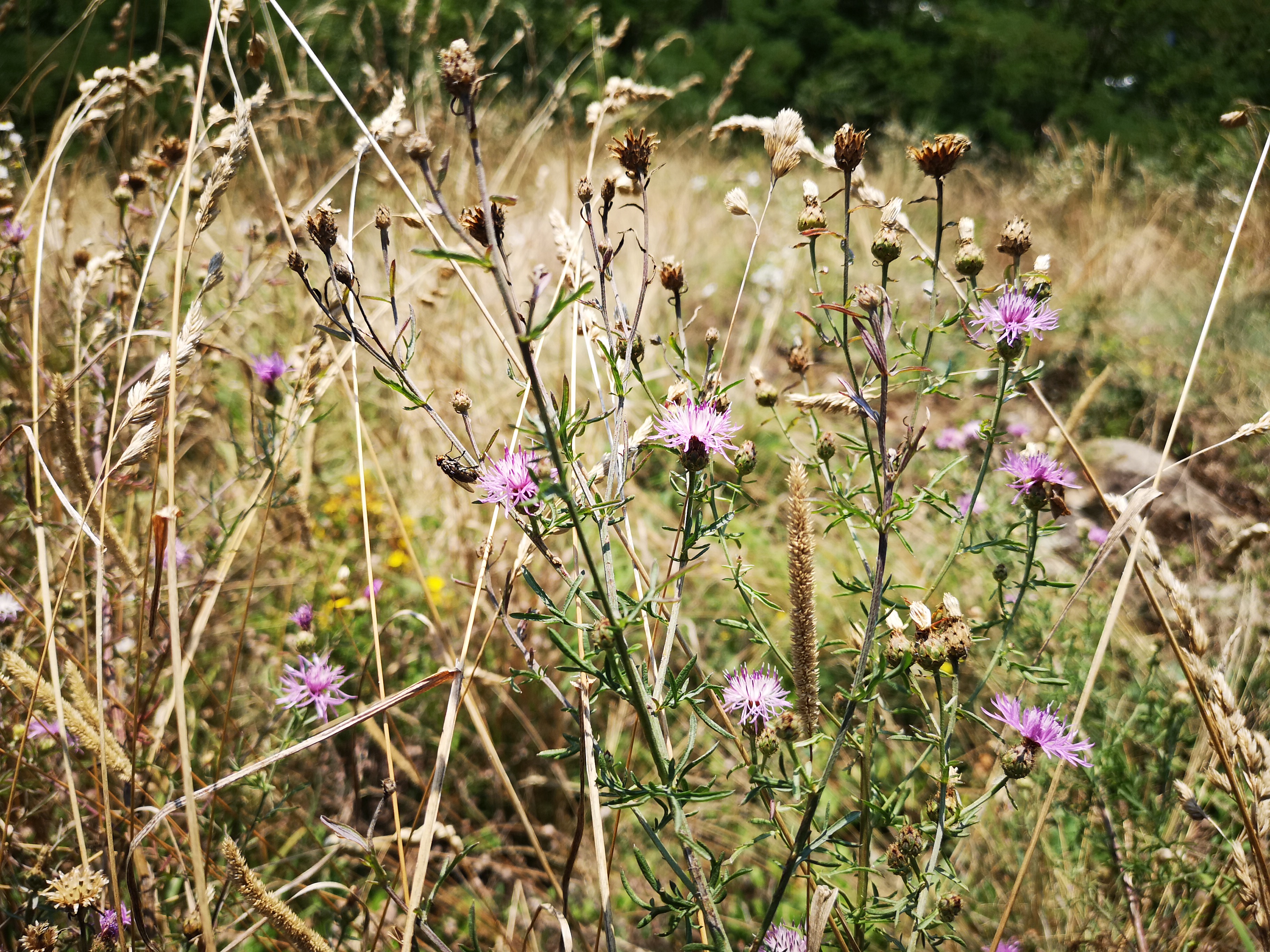 18072018202242 3820 art 2276 img 20180718 103245