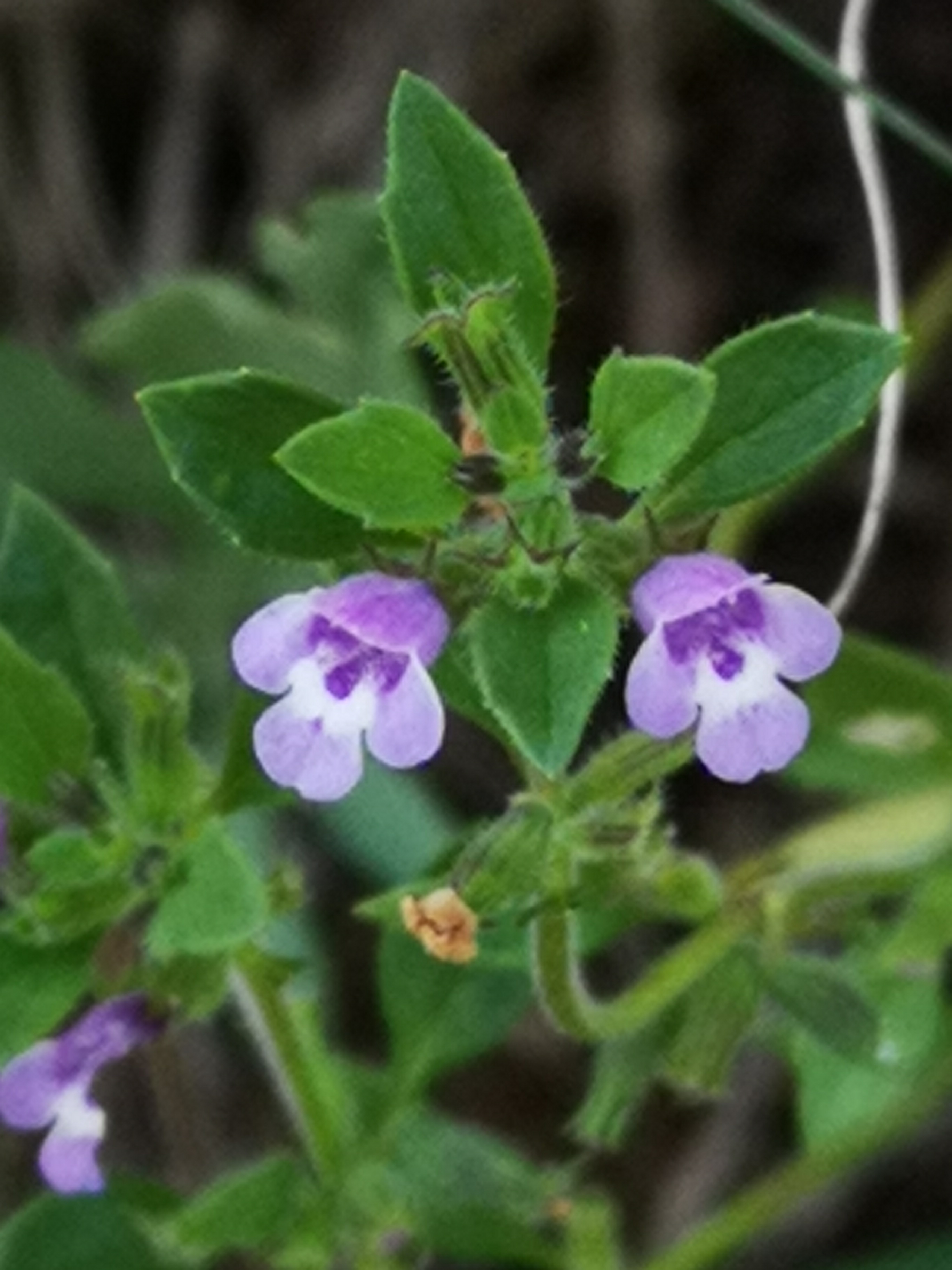 18072018202614 3821 art 2263 img 20180718 103731