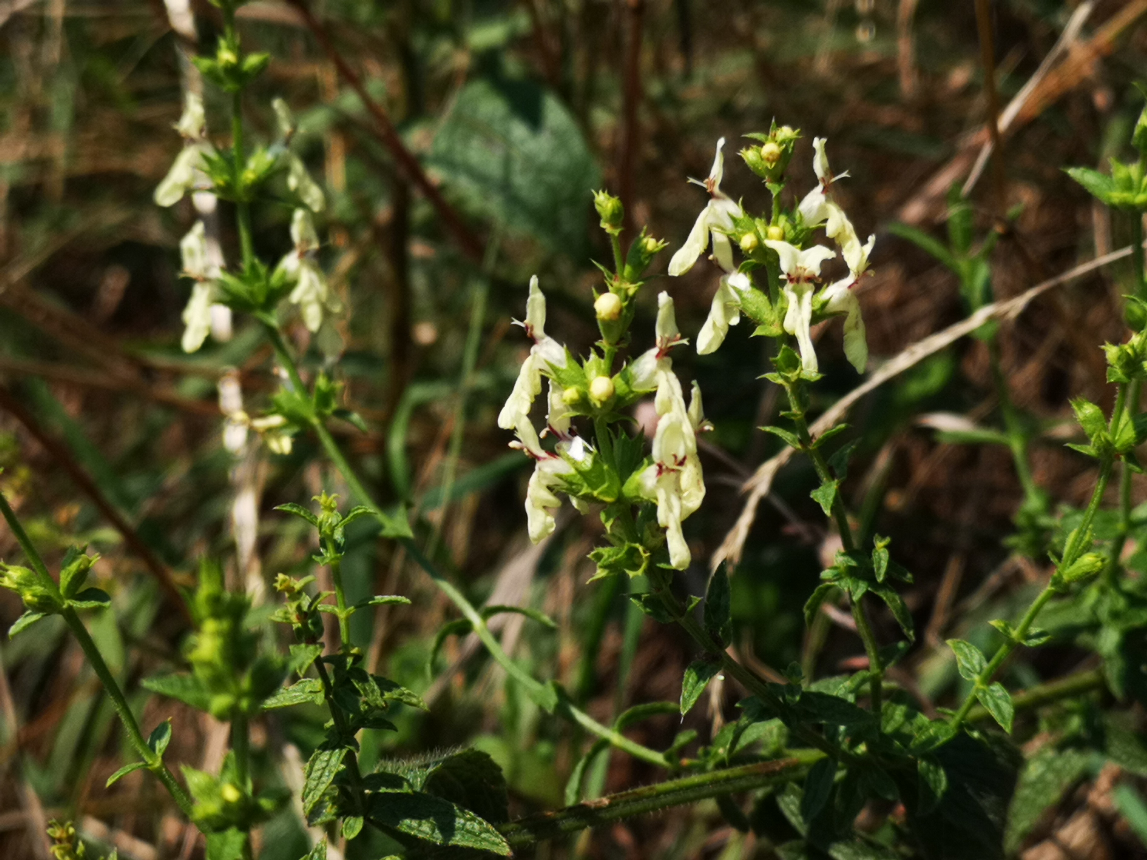 18072018202909 3822 art 1770 img 20180718 103820