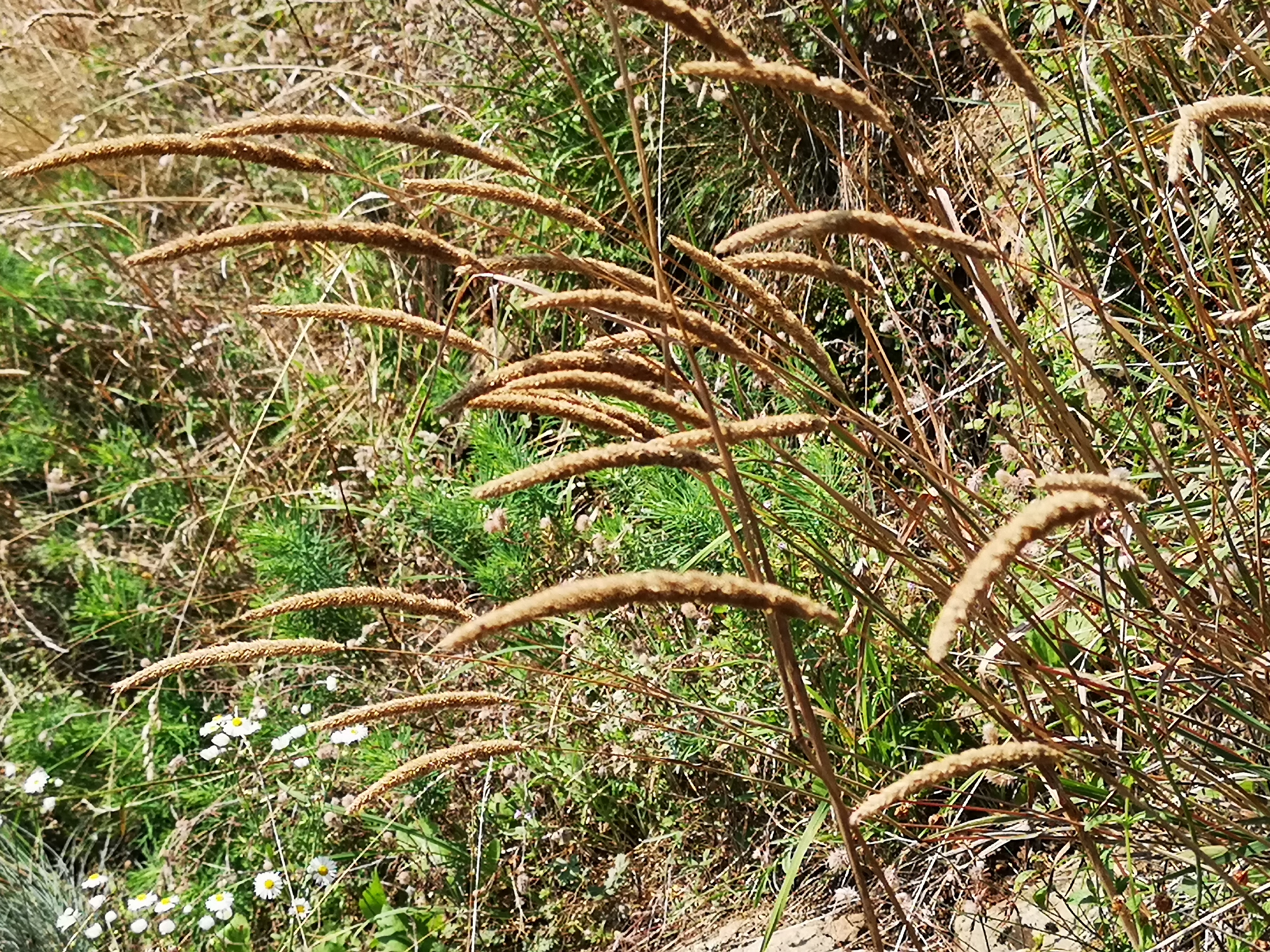 18072018203436 3823 art 2250 img 20180718 103853