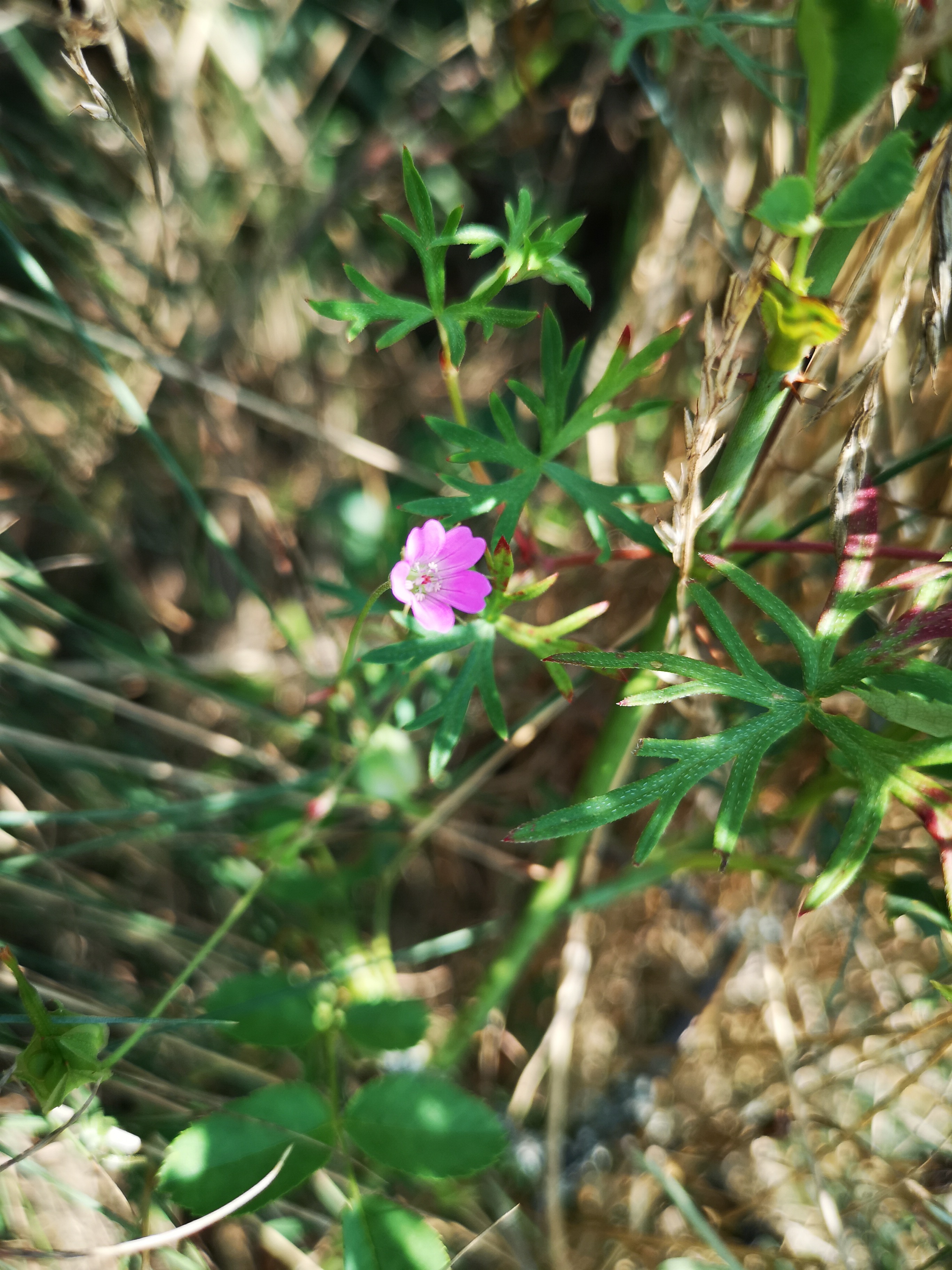 18072018204455 3824 art 2277 img 20180718 104654