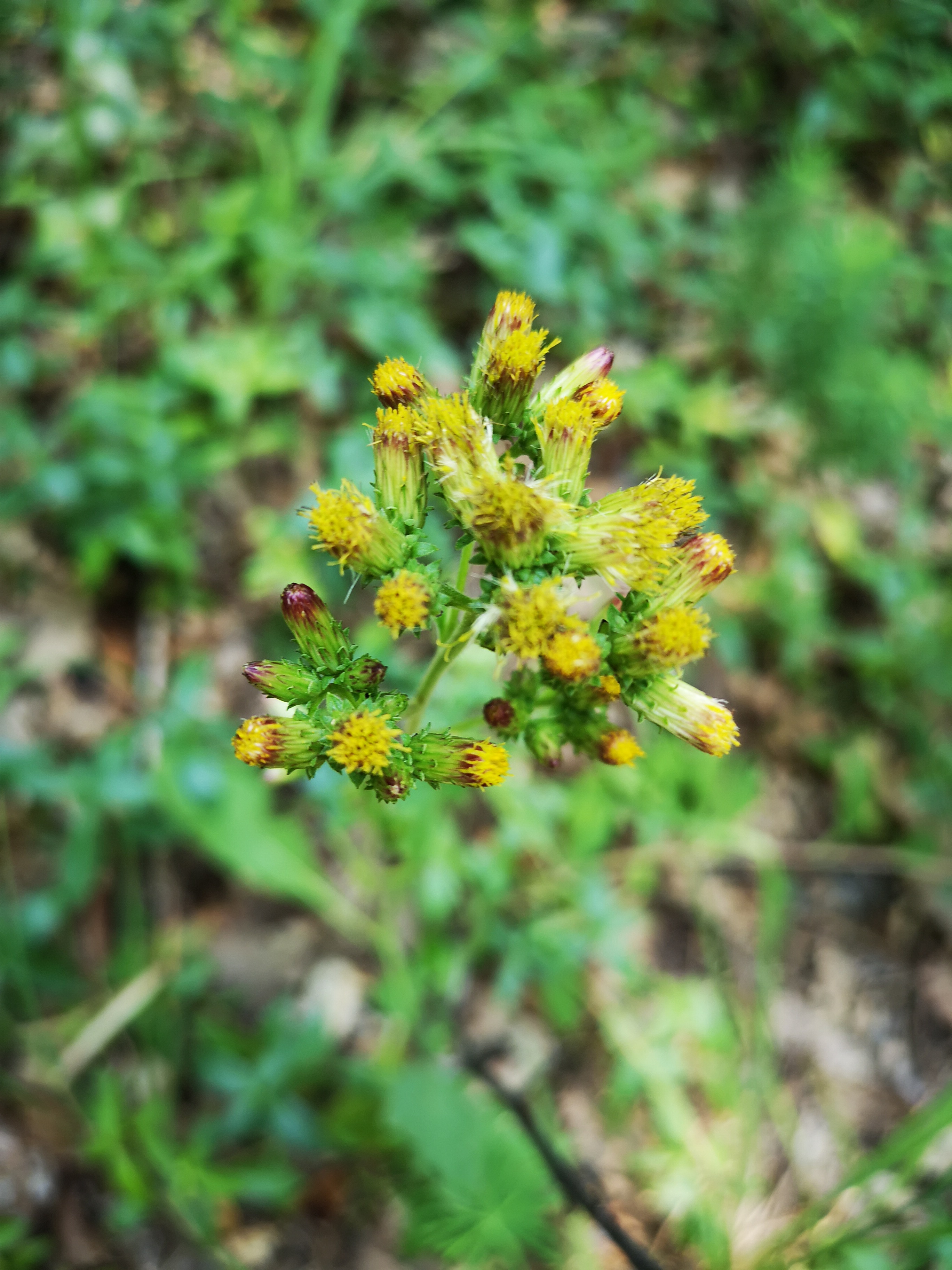 18072018205119 3827 art 1264 img 20180718 110630