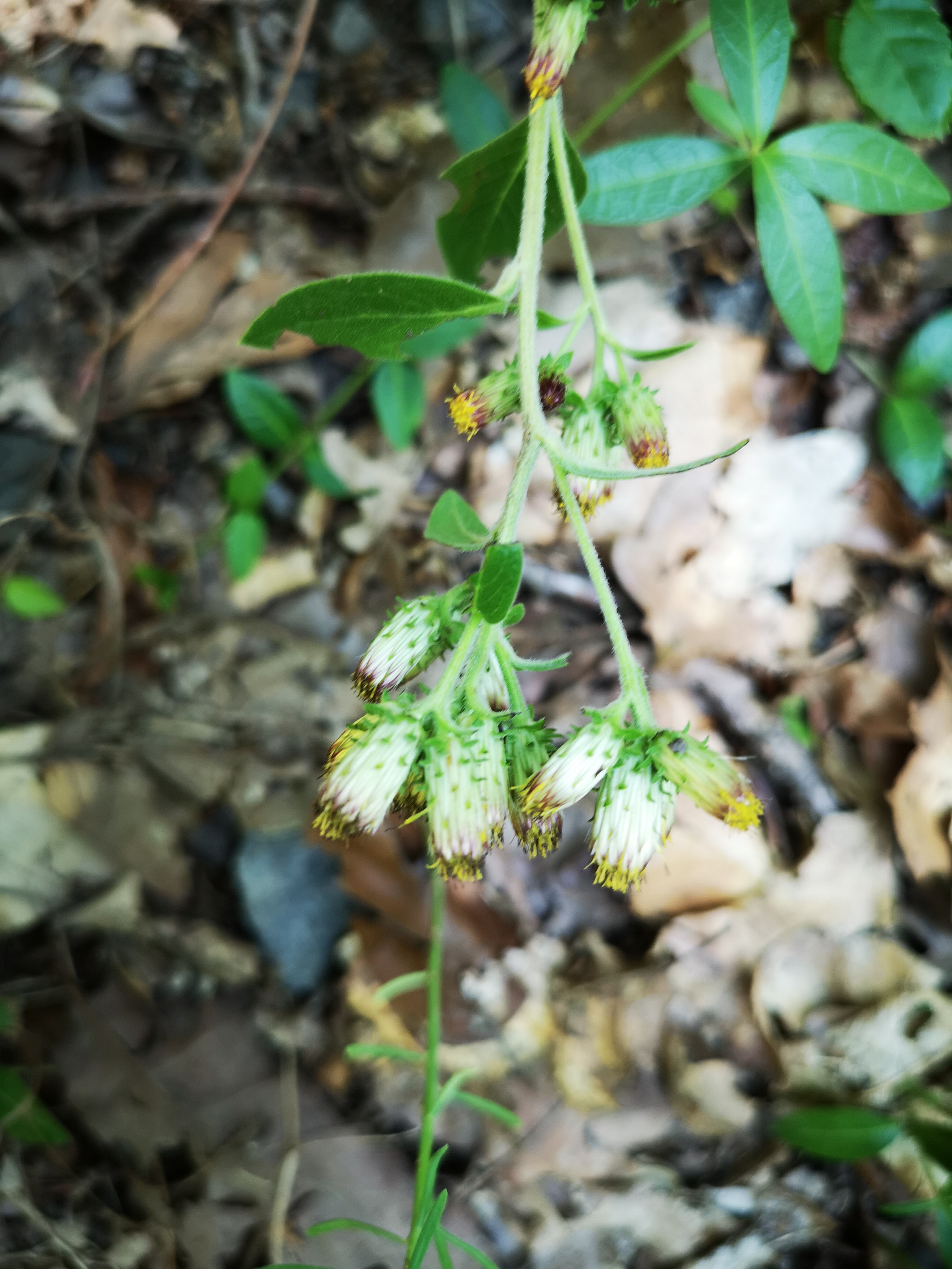 18072018205227 3828 art 1264 img 20180718 110654