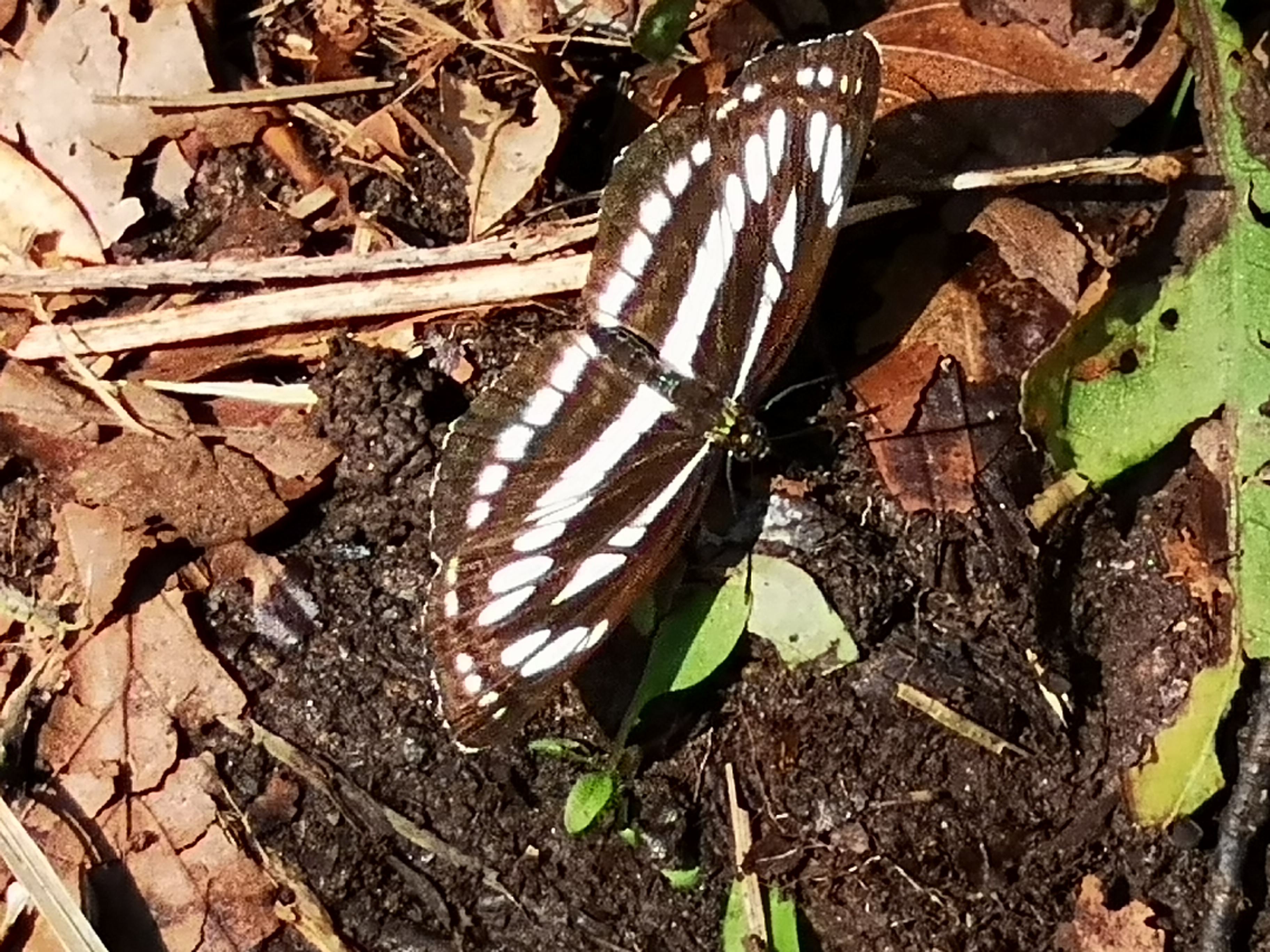 18072018205620 3830 art 939 img 20180718 111504