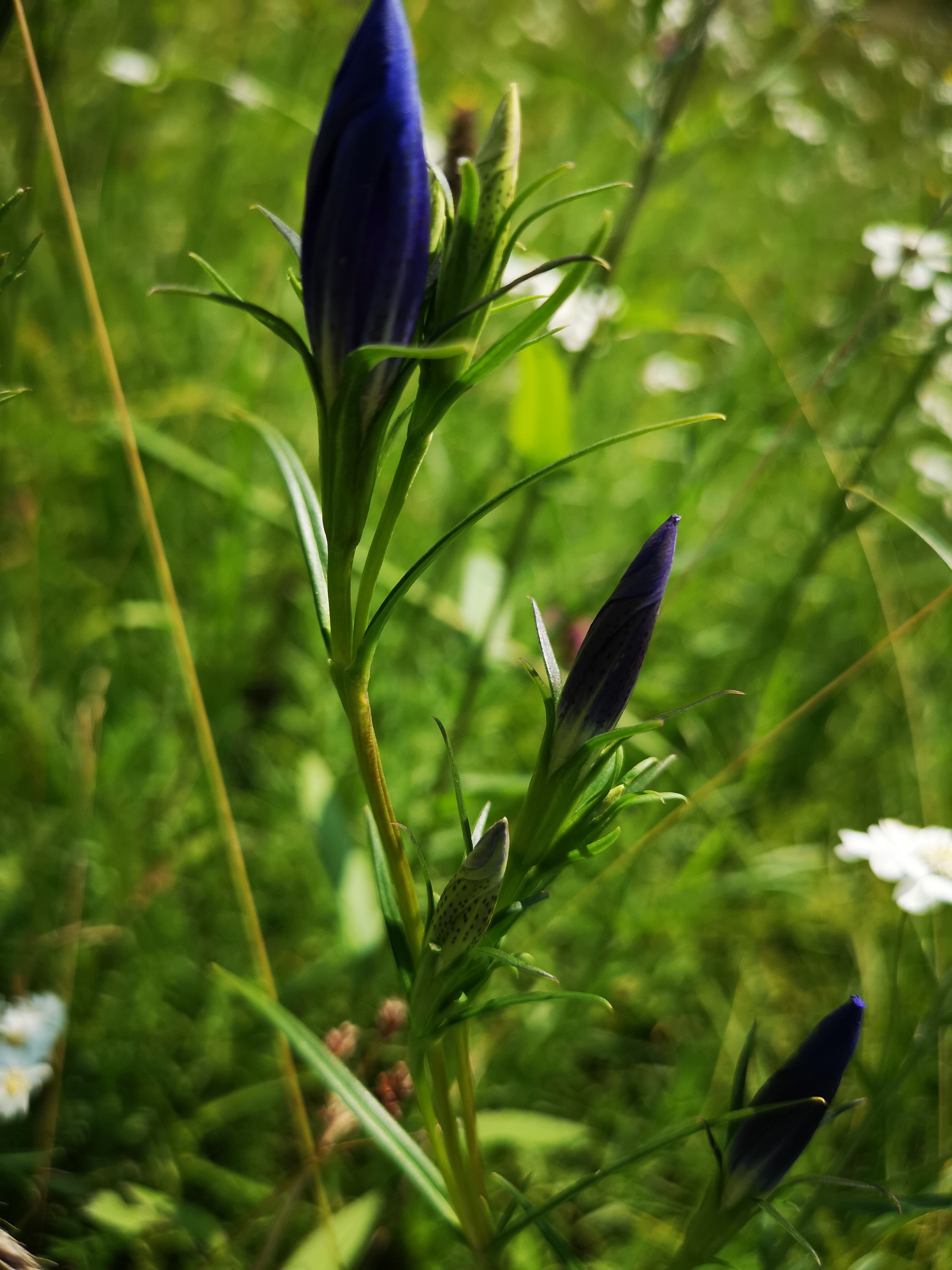 18072018210453 3832 art 1377 img 20180718 113620