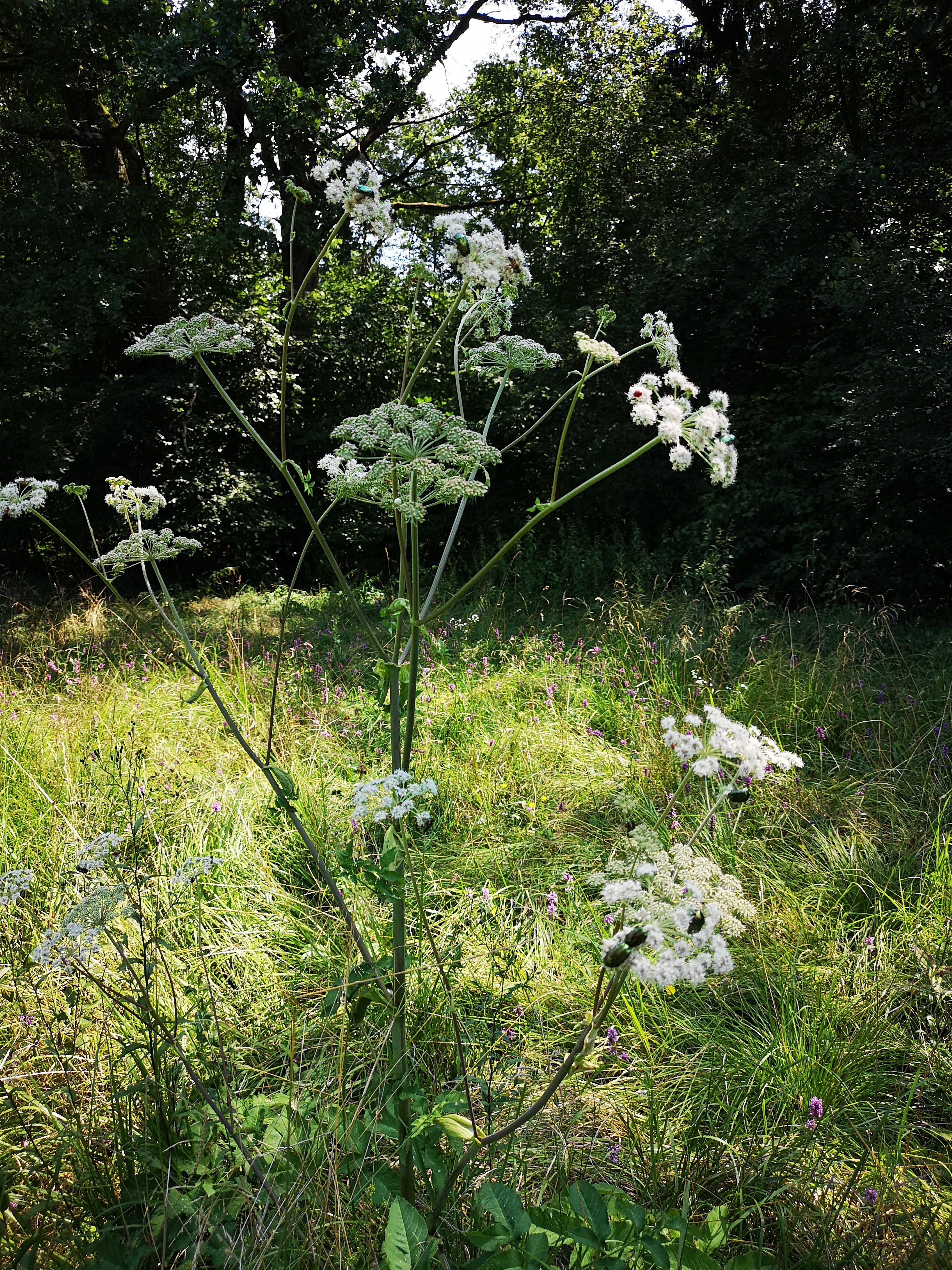 18072018211454 3833 art 1496 img 20180718 114830