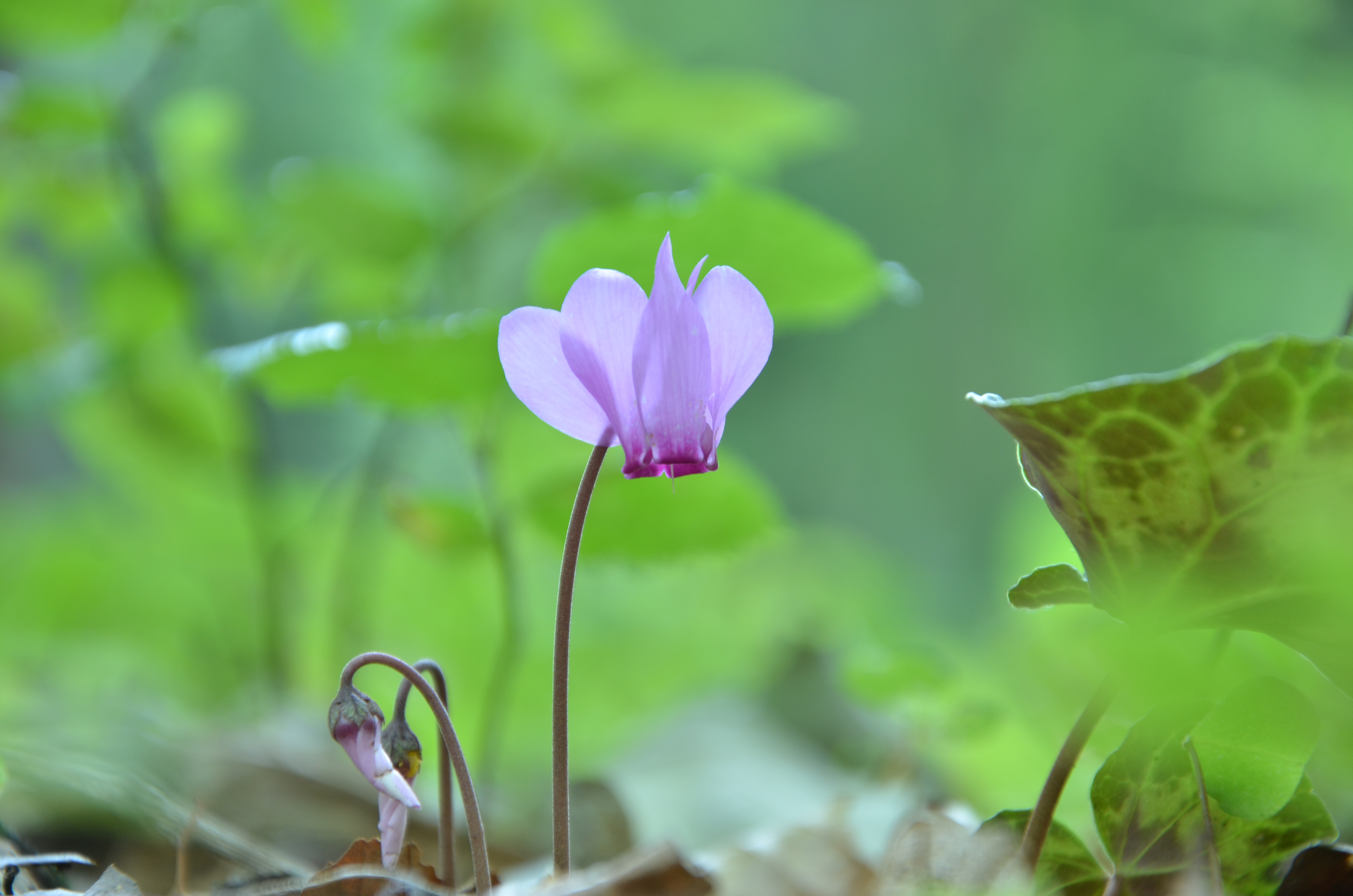 18082013131709 1475 art 482 dsc 83601