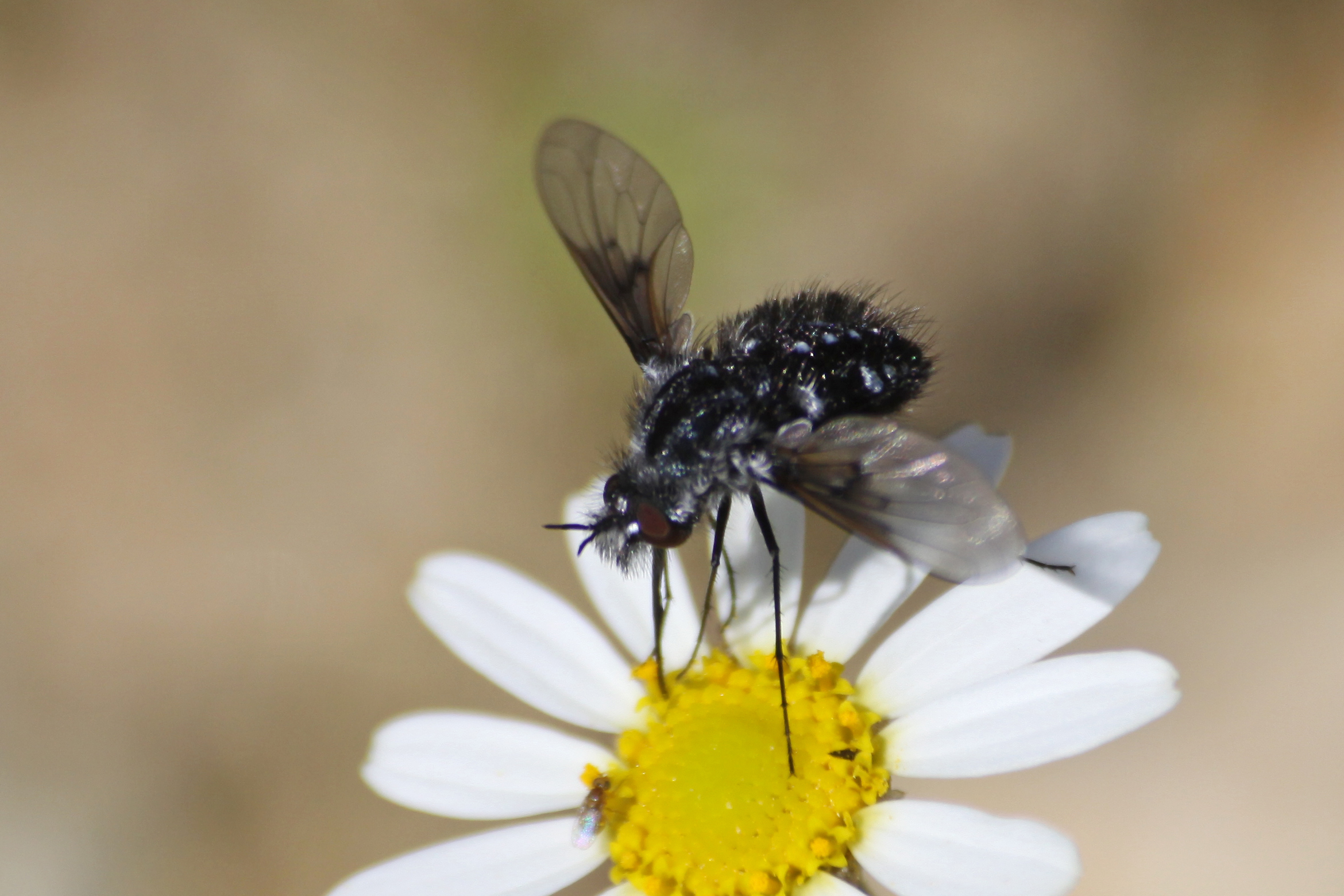 18082013205649 1476 art 1205 bombylius ater schwarzer wollschweber fliege auf anthemis arvensis kokotin breg budinci goricko slowenien 321 133