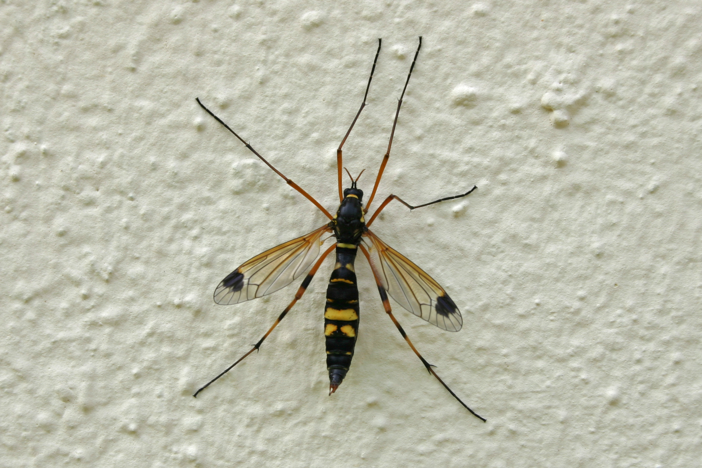 18082013205818 1477 art 1204 ctenophora spec kammschnake burgfried img 7778 3