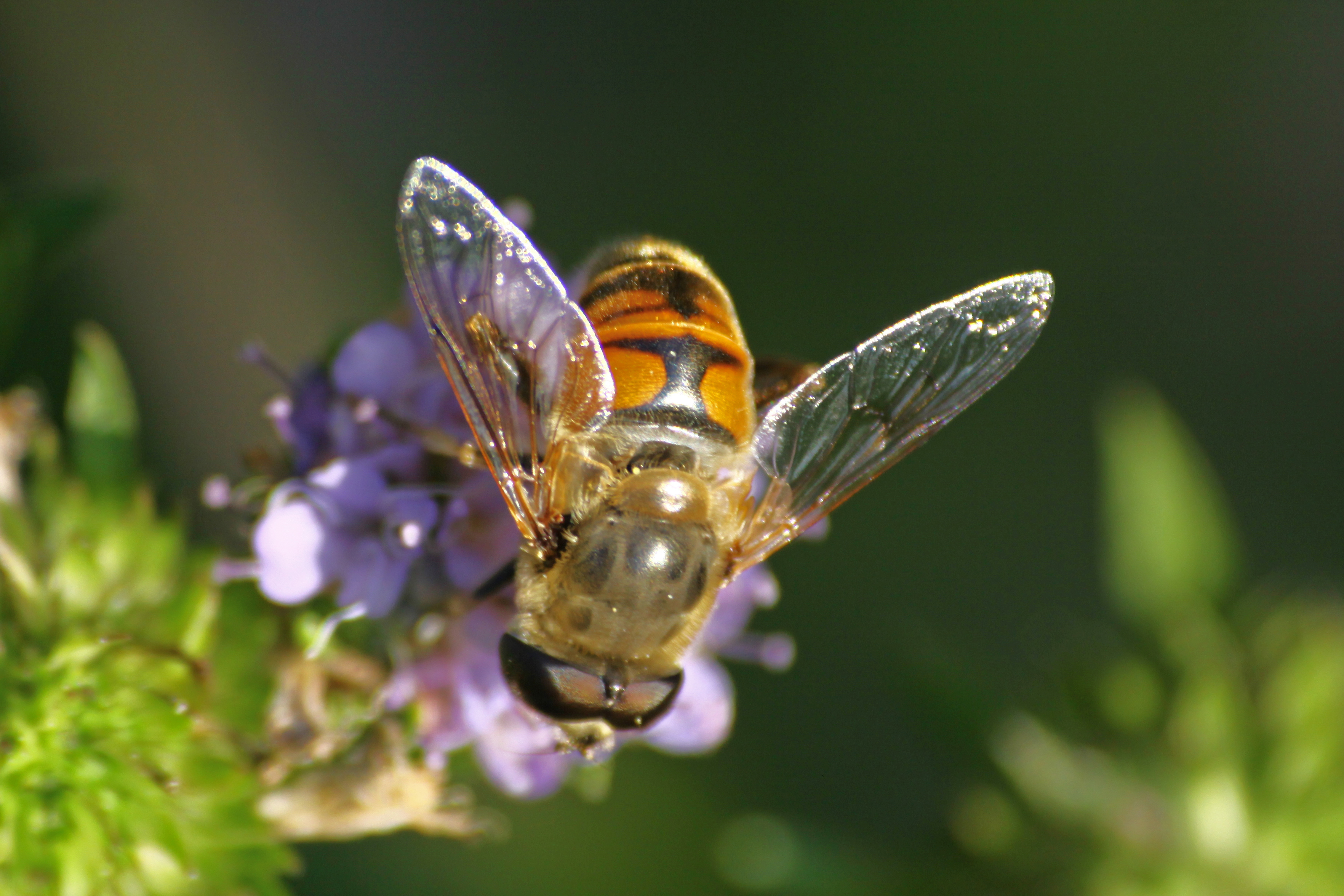 18082013221910 1479 art 1202 eristalis tenax mistbiene 0 281