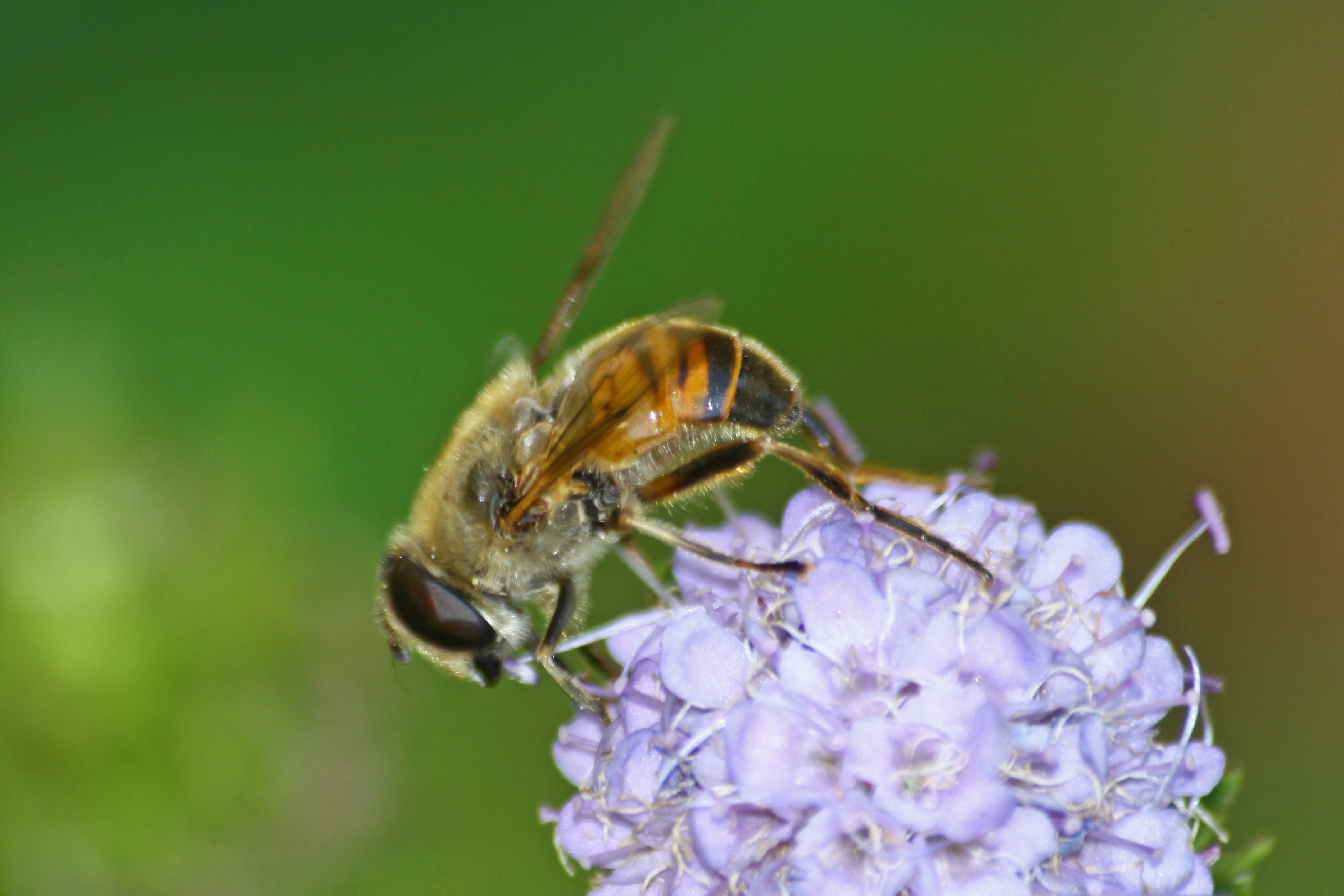 18082013222114 1480 art 1202 eristalis tenax mistbiene 0 272