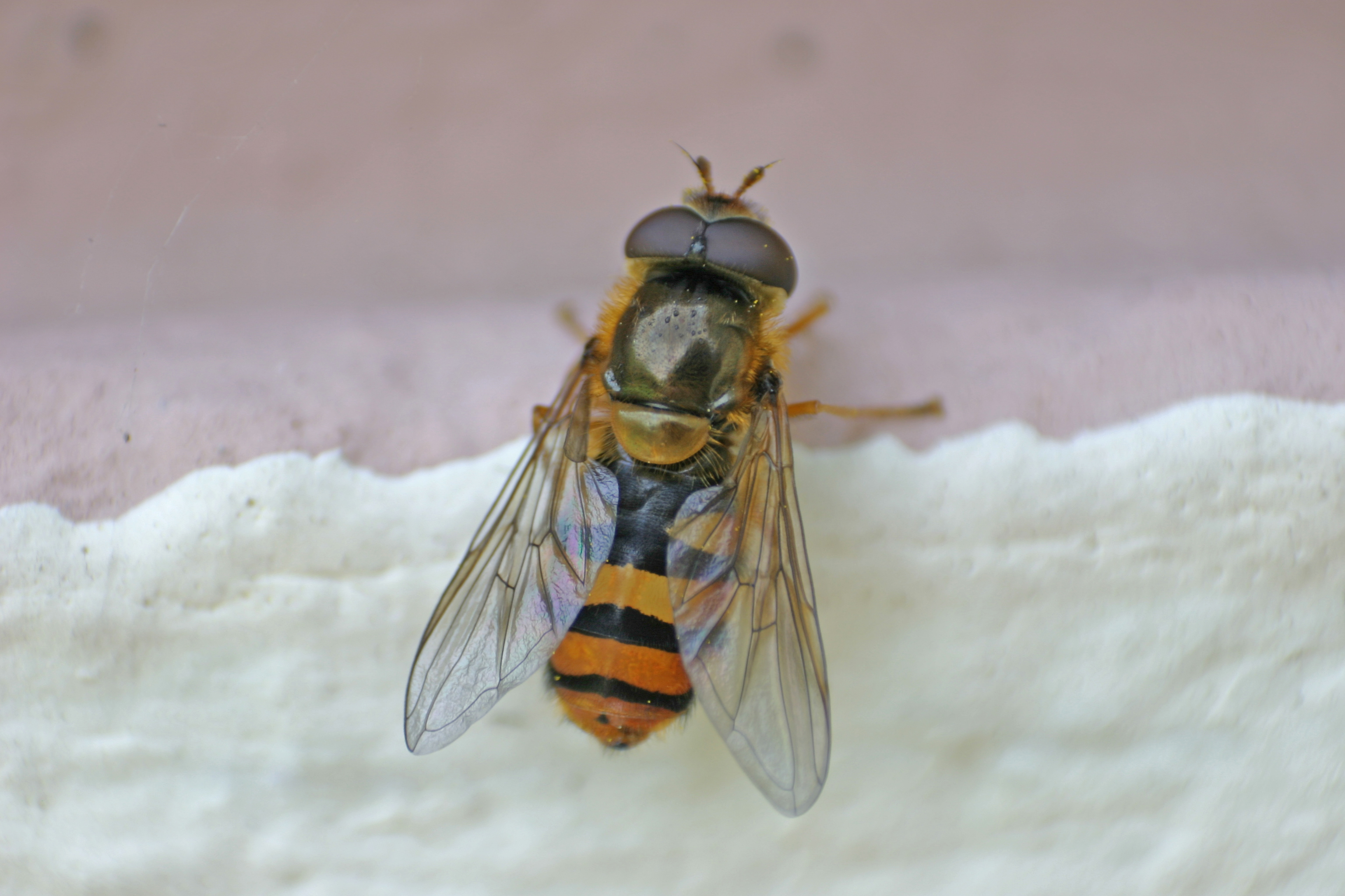 18082013222320 1481 art 1201 syrphus ribesii gemeine garten schwebfliege img 7772