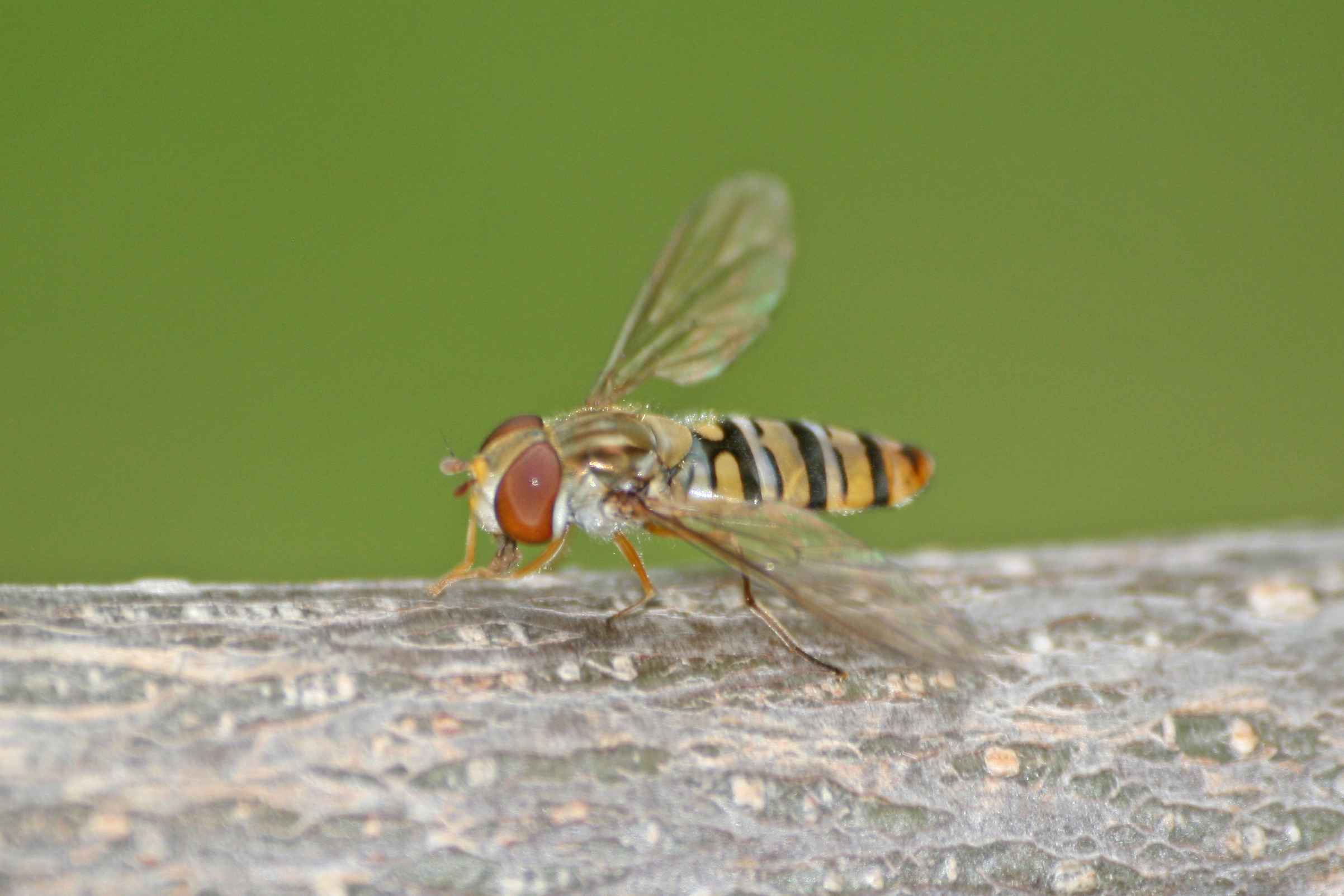 18082013222442 1482 art 1200 episyrphus balteatus hain schwebfliege schwebfliege burgfried 30 2