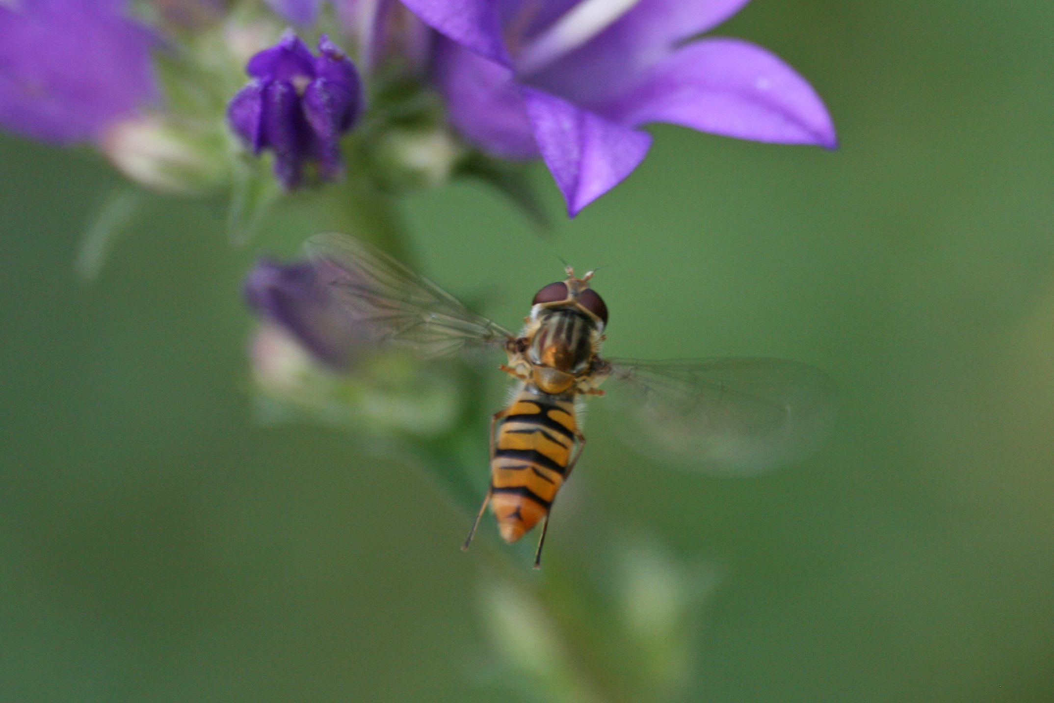 18082013223013 1483 art 1200 episyrphus balteatus hain schwebfliege campanula glomerata schwebfliege saska balaton oberland ungarn 14 14
