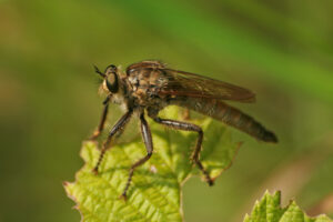 18082013223256 1484 art 1198 epitriptus spec raubfliege fliege burgfried 70 69