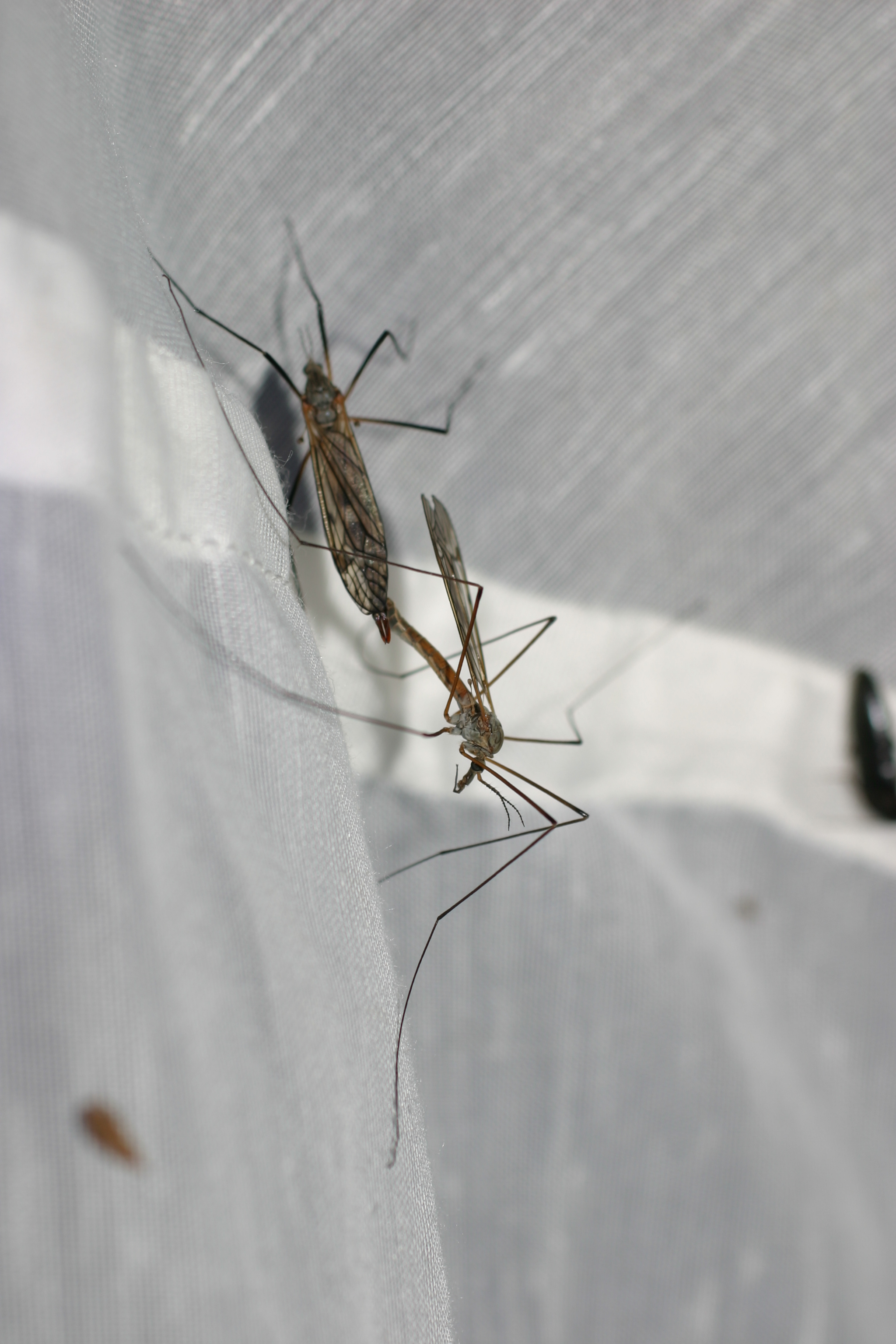 18082013223402 1485 art 1197 tipula spec. kohlschnaken glbgkg img 9693 1