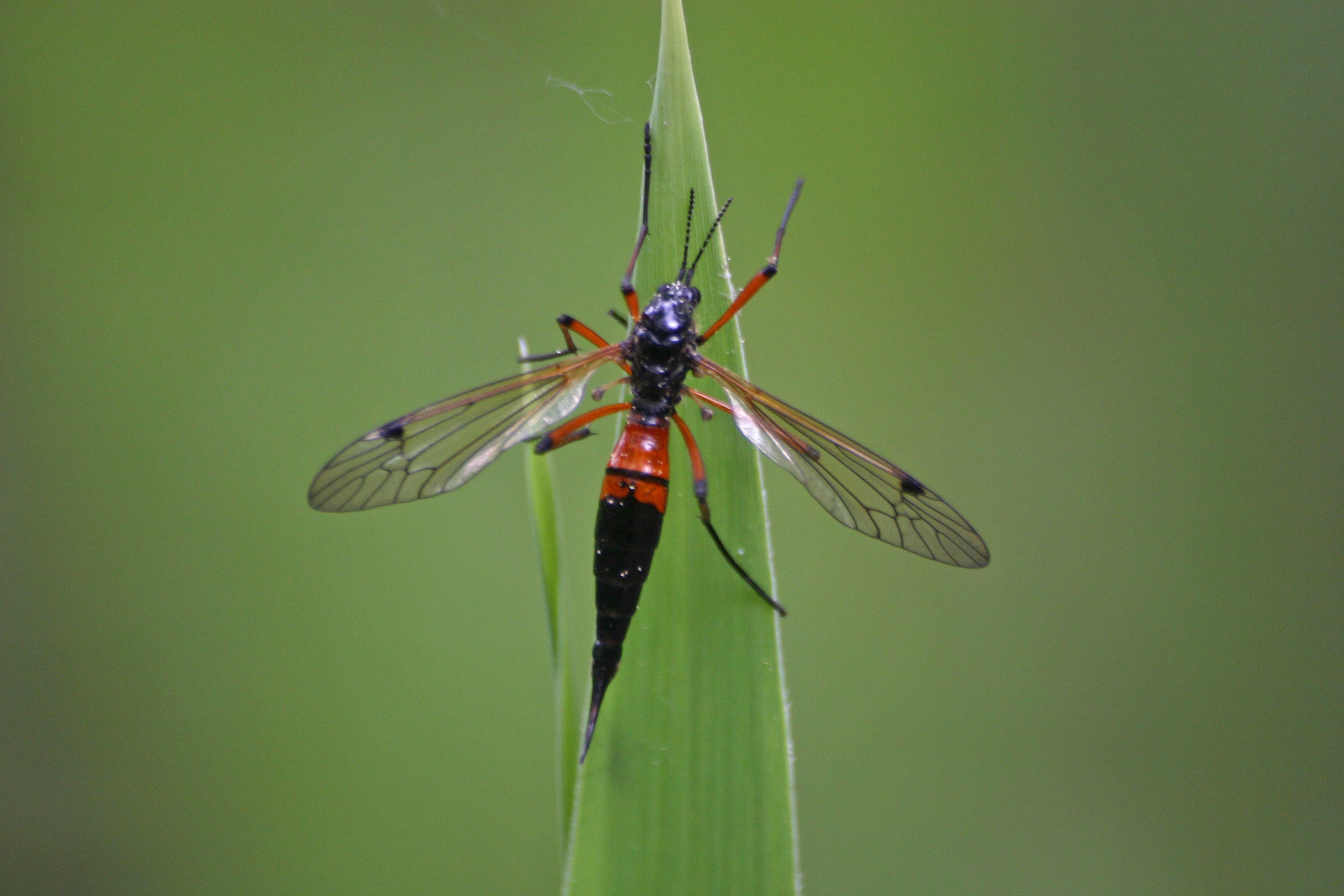 18082013223724 1486 art 1196 tanyptera atrata holzschnake werndf img 9337 4