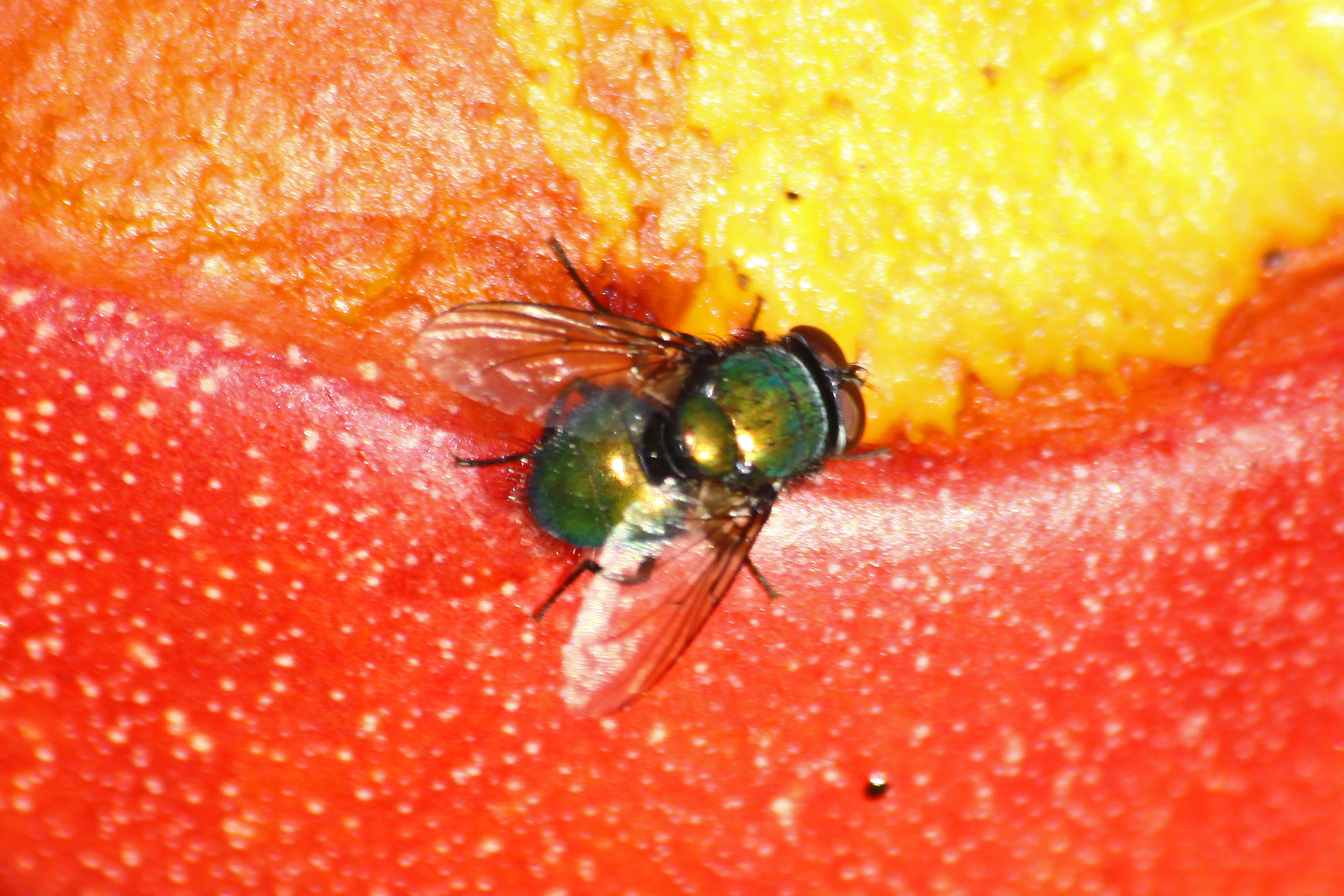 18082013224052 1487 art 1194 lucilia spec goldfliege 0 301