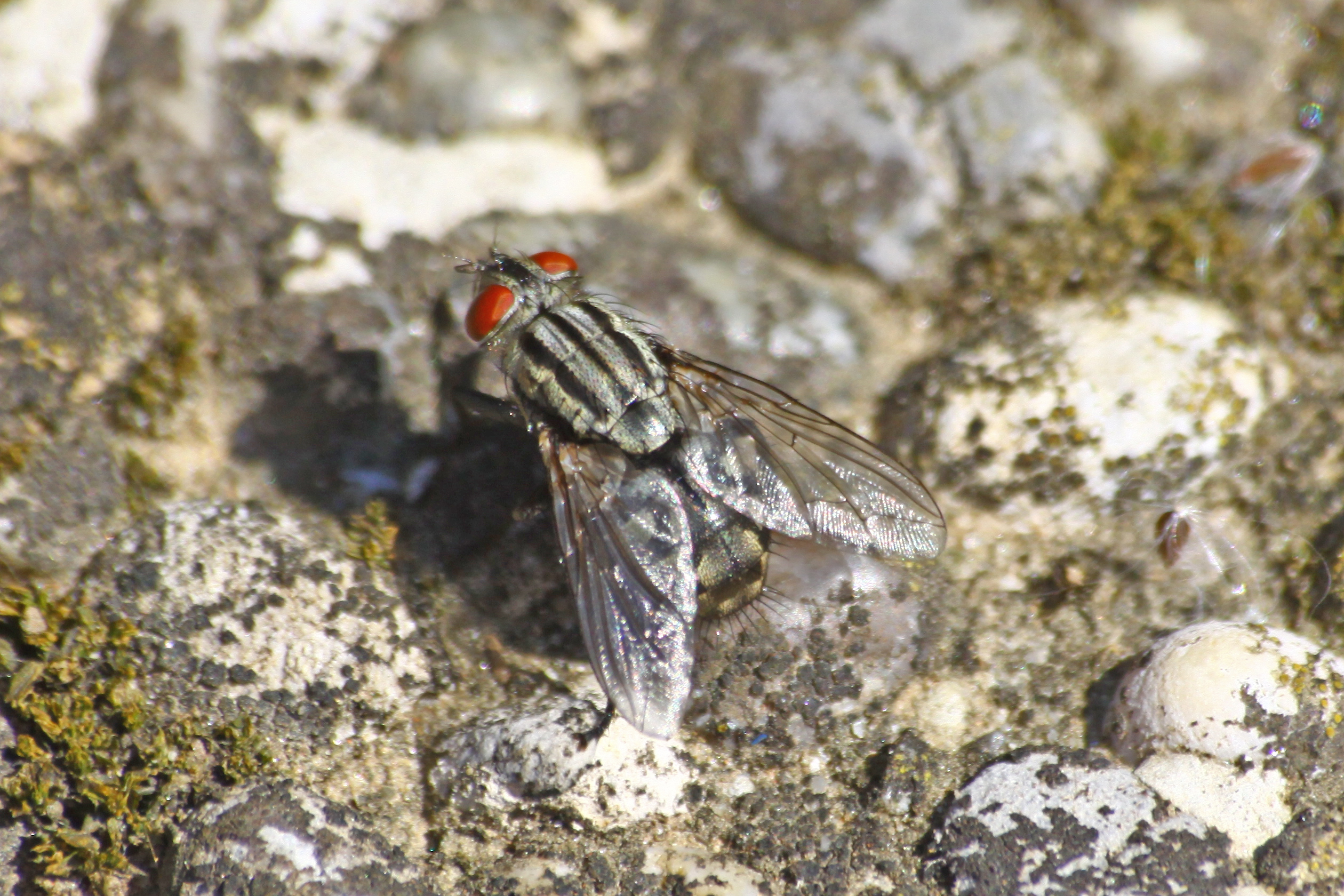 18082013224253 1488 art 1193 sarcophaga carnaria graue fleischfliege 0 184