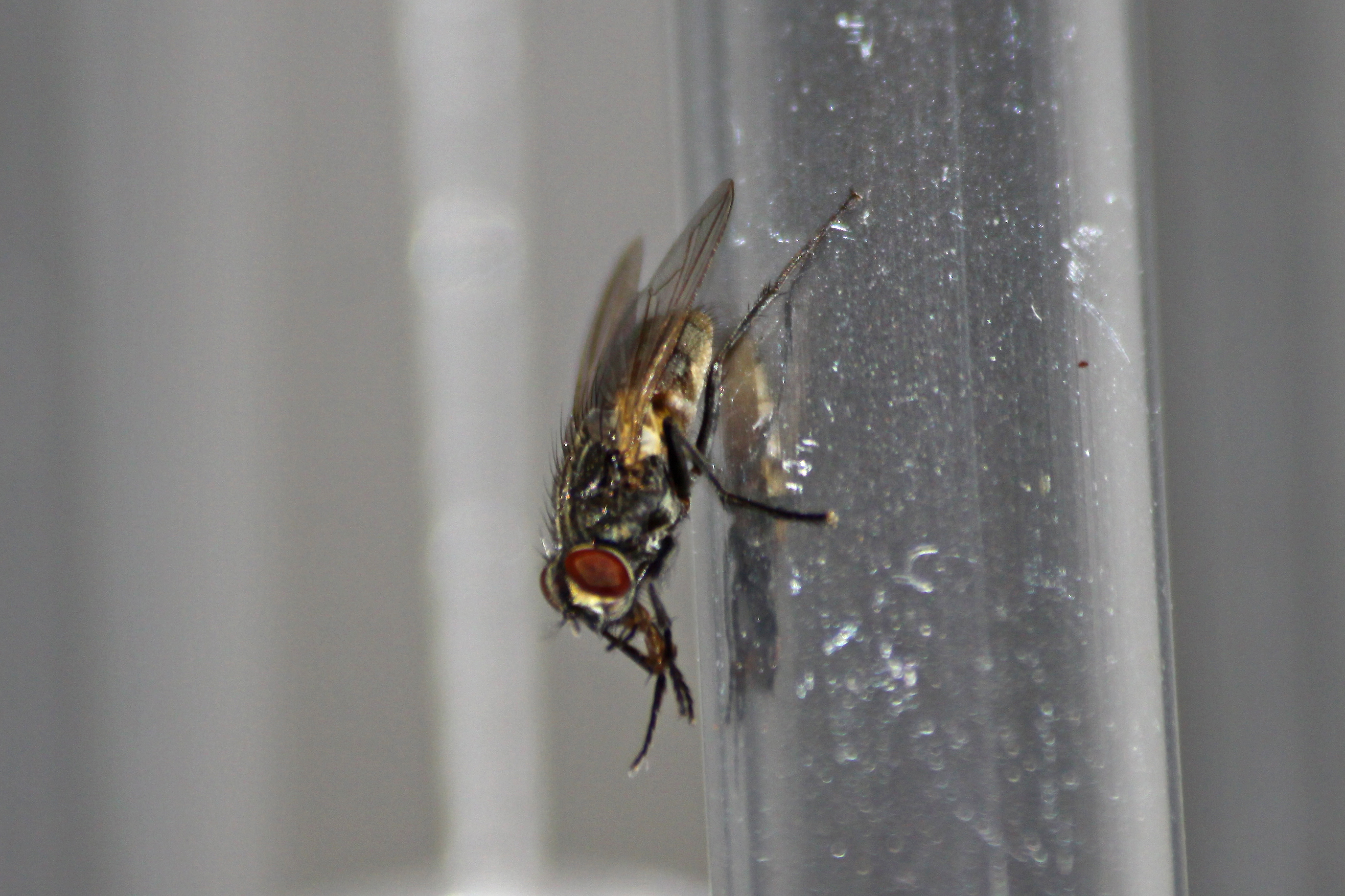 18082013224815 1489 art 1192 musca domestica stubenfliege 0 035