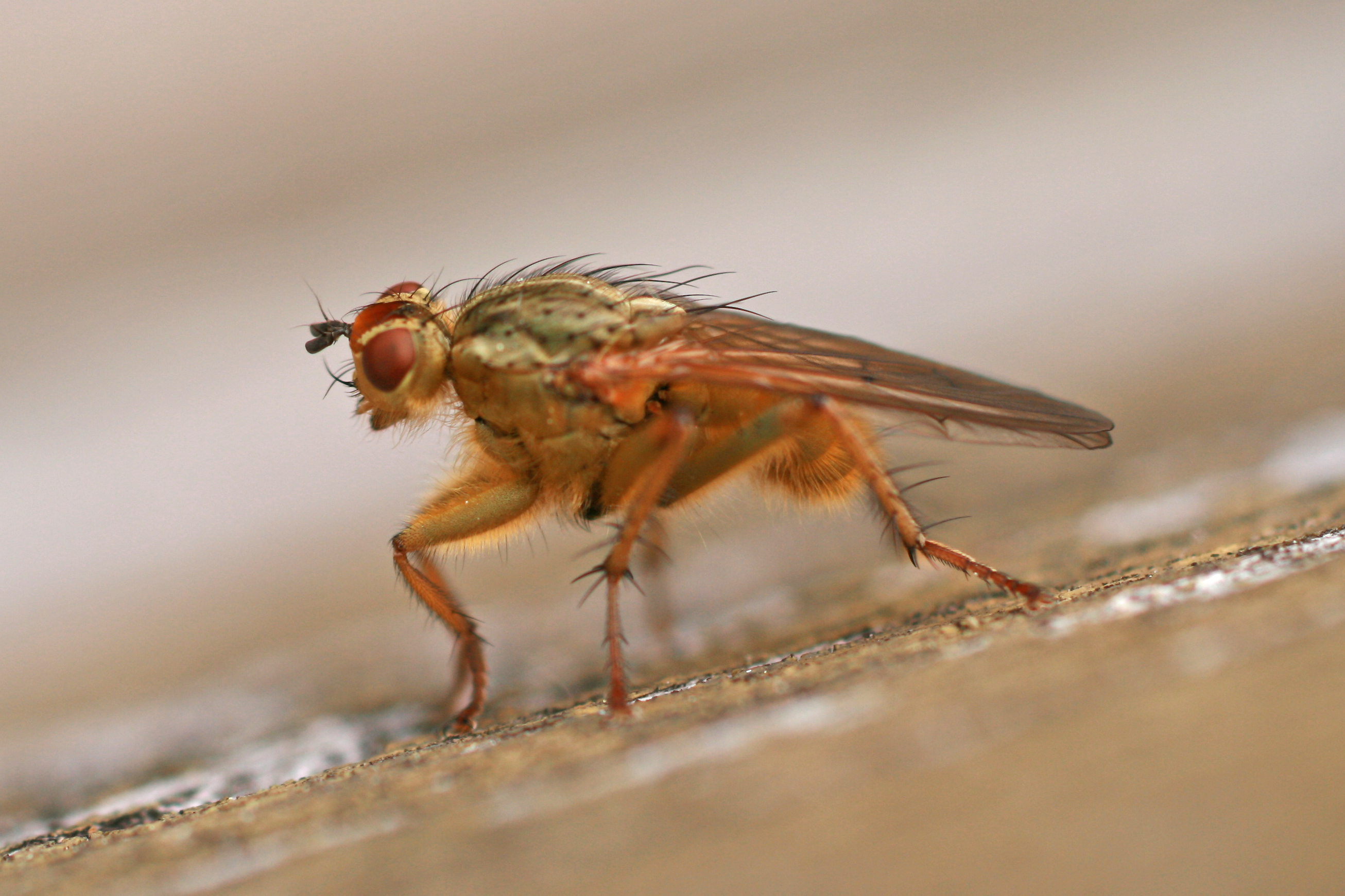 18082013225616 1490 art 1191 scatophaga stercororia dungfliege fliege burgfried 0 002 4