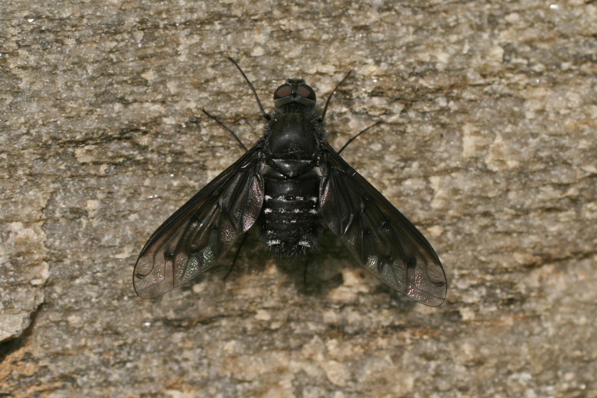 18082013225848 1491 art 1188 anthrax anthrax trauerschweber fliege burgfried bild 020 5