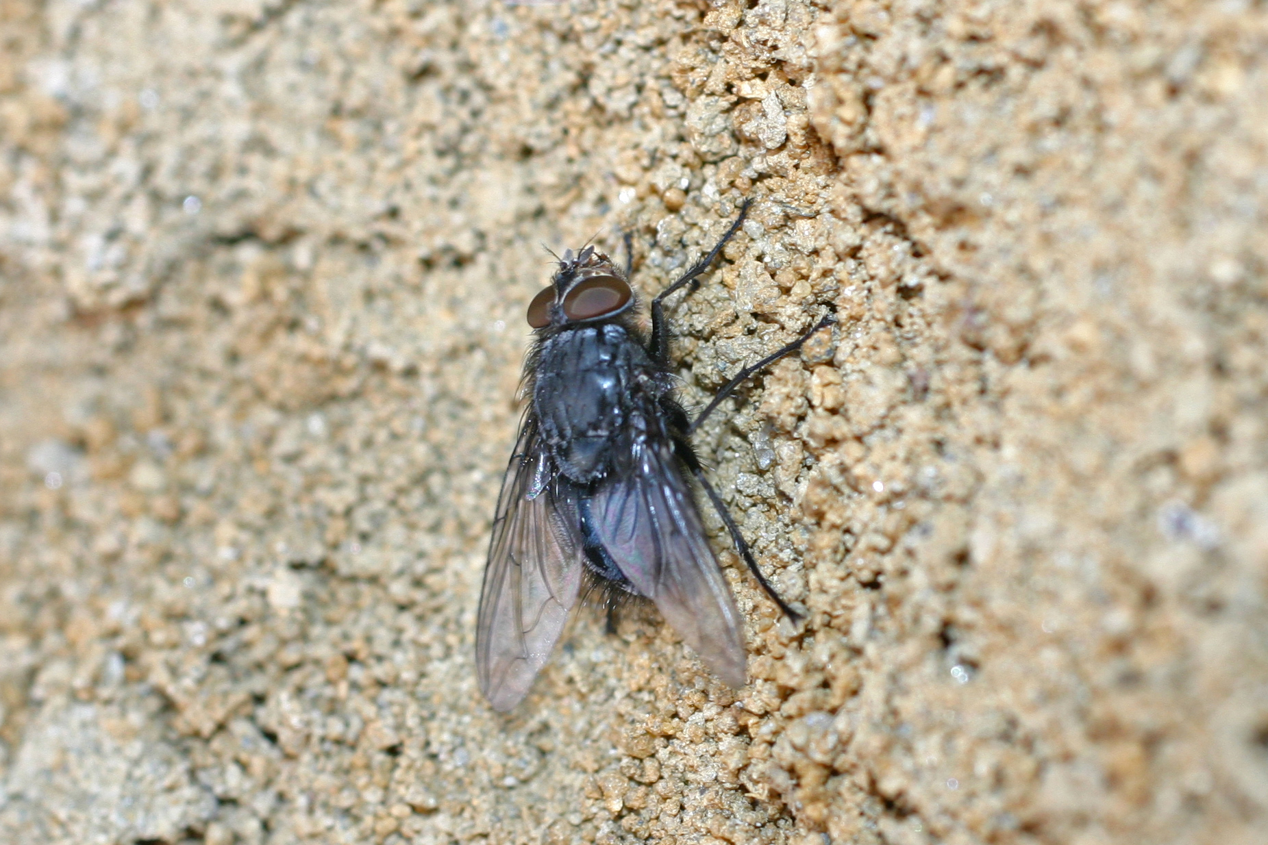 18082013231549 1492 art 1190 calliphora vicina blaue schmeisfliege 2 hofstatten img 7078 1