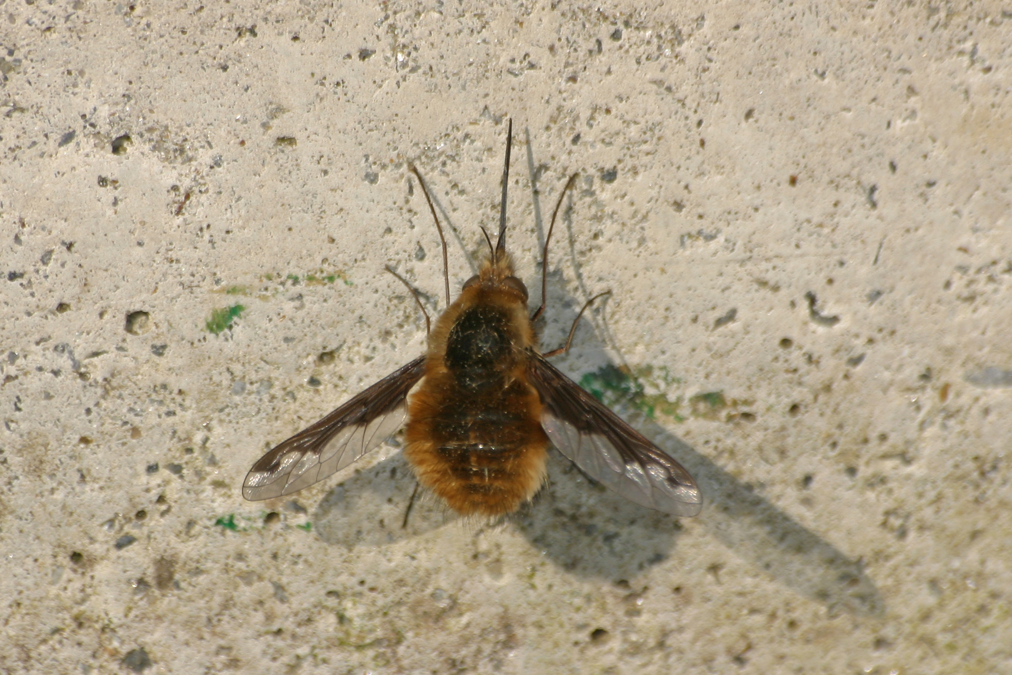 18082013231857 1493 art 1189 bombylius major wollschweber burgfried img 8125 2