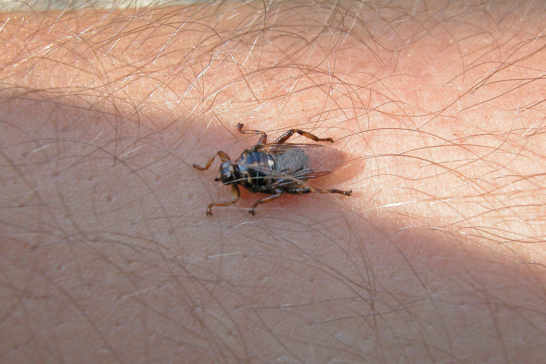 18082013232829 1494 art 1195 dscn0314