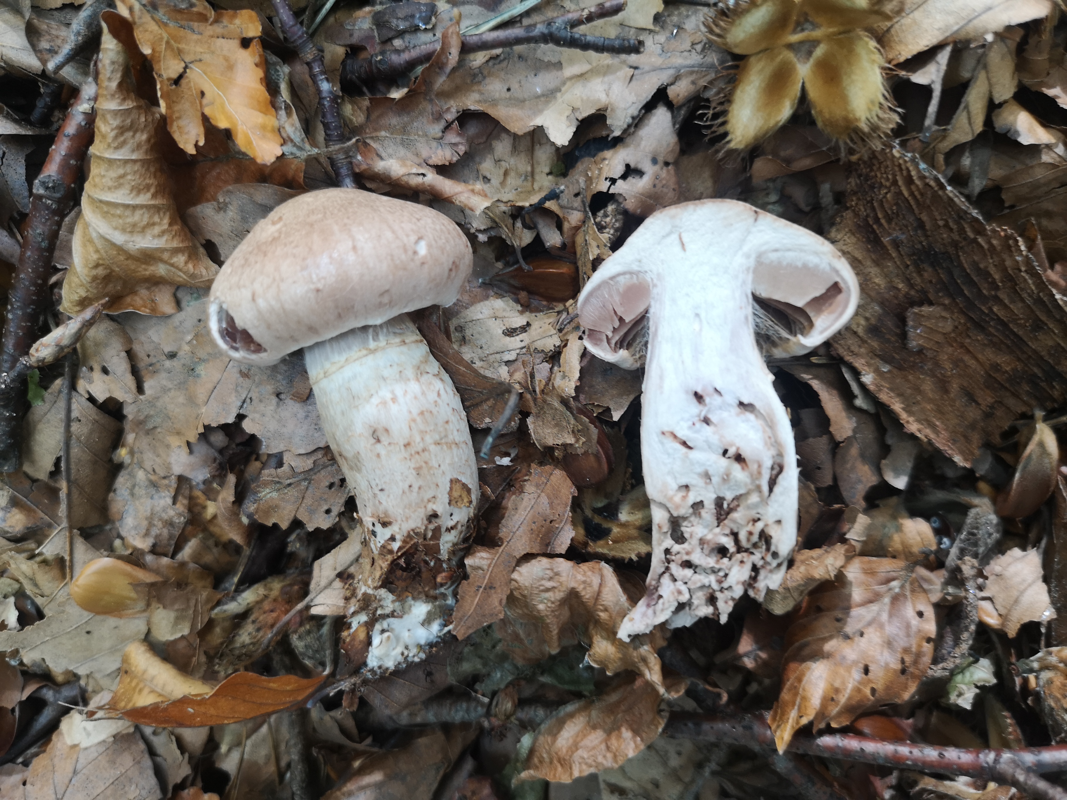 18112020103303 3921 art 2178 cortinarius torvus