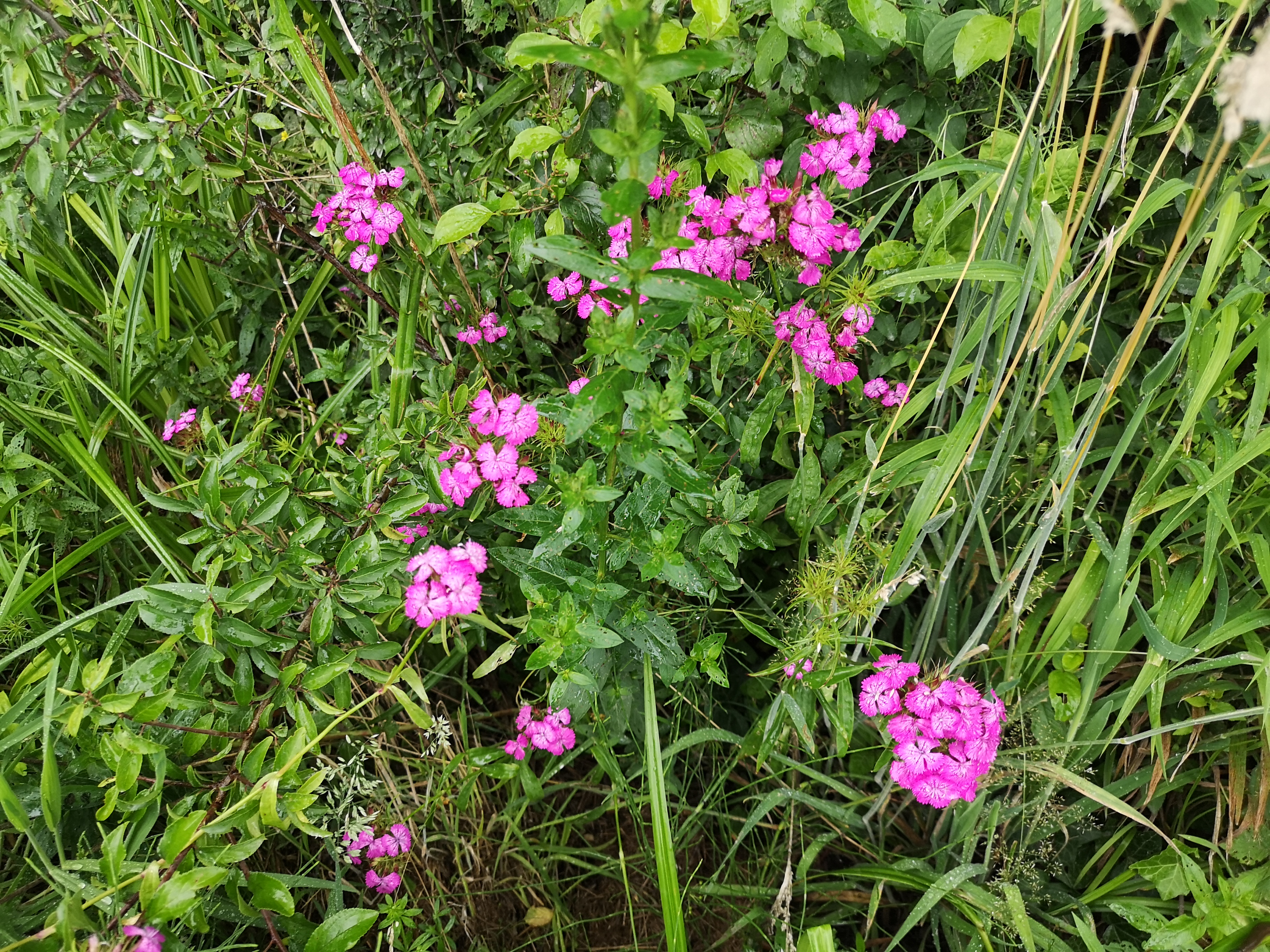 18112020105747 3926 art 1543 dianthus barbatus