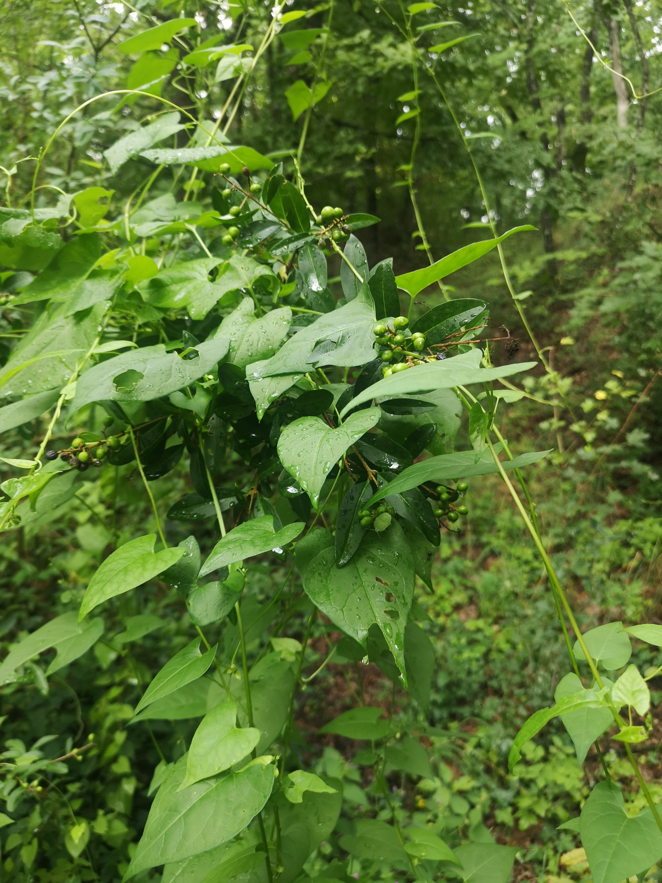 18112020105850 3927 art 1462 dioscorea communis