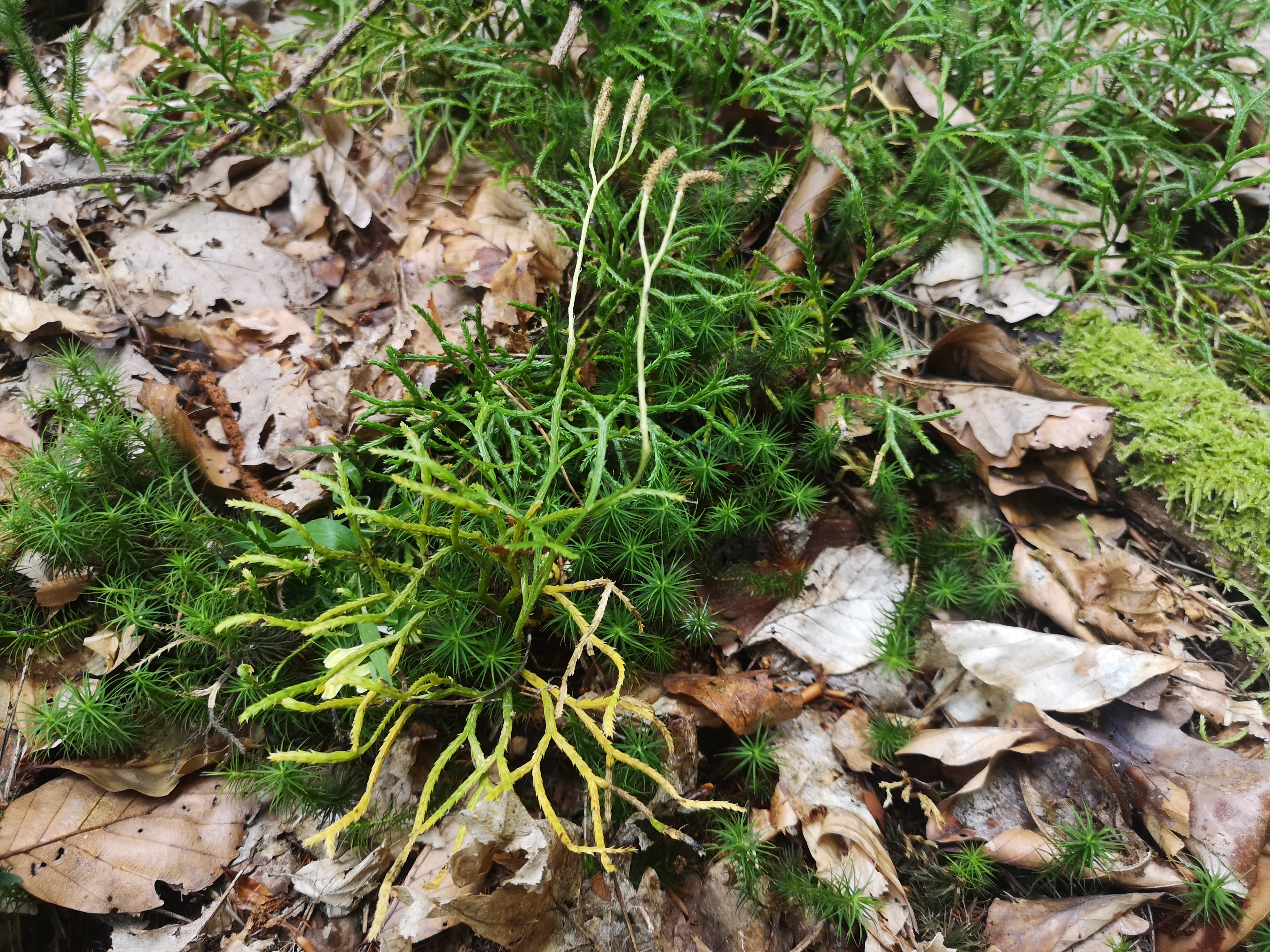 18112020110007 3928 art 1882 diphasium complanatum