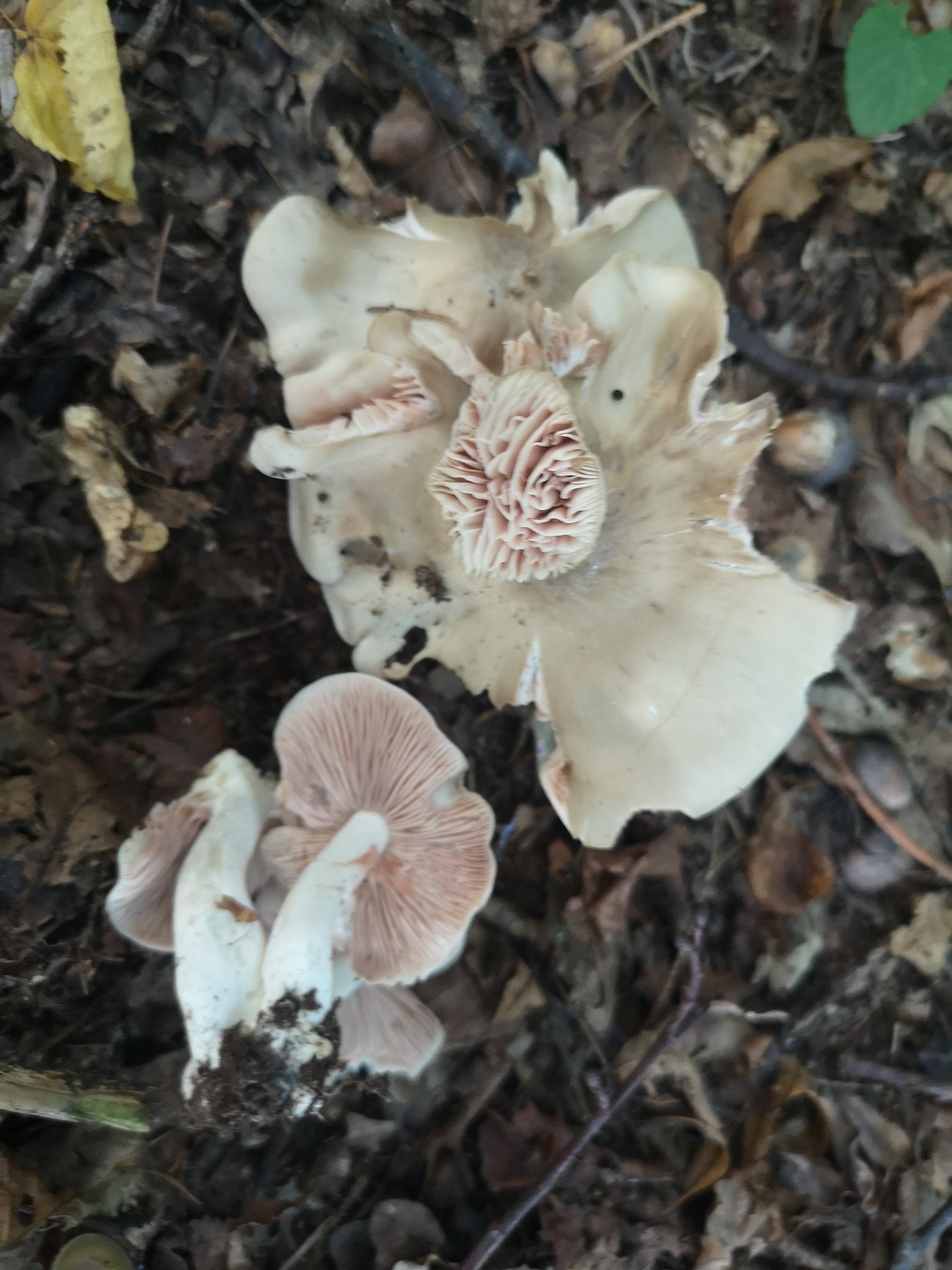 18112020110233 3929 art 1780 entoloma rhodopolium