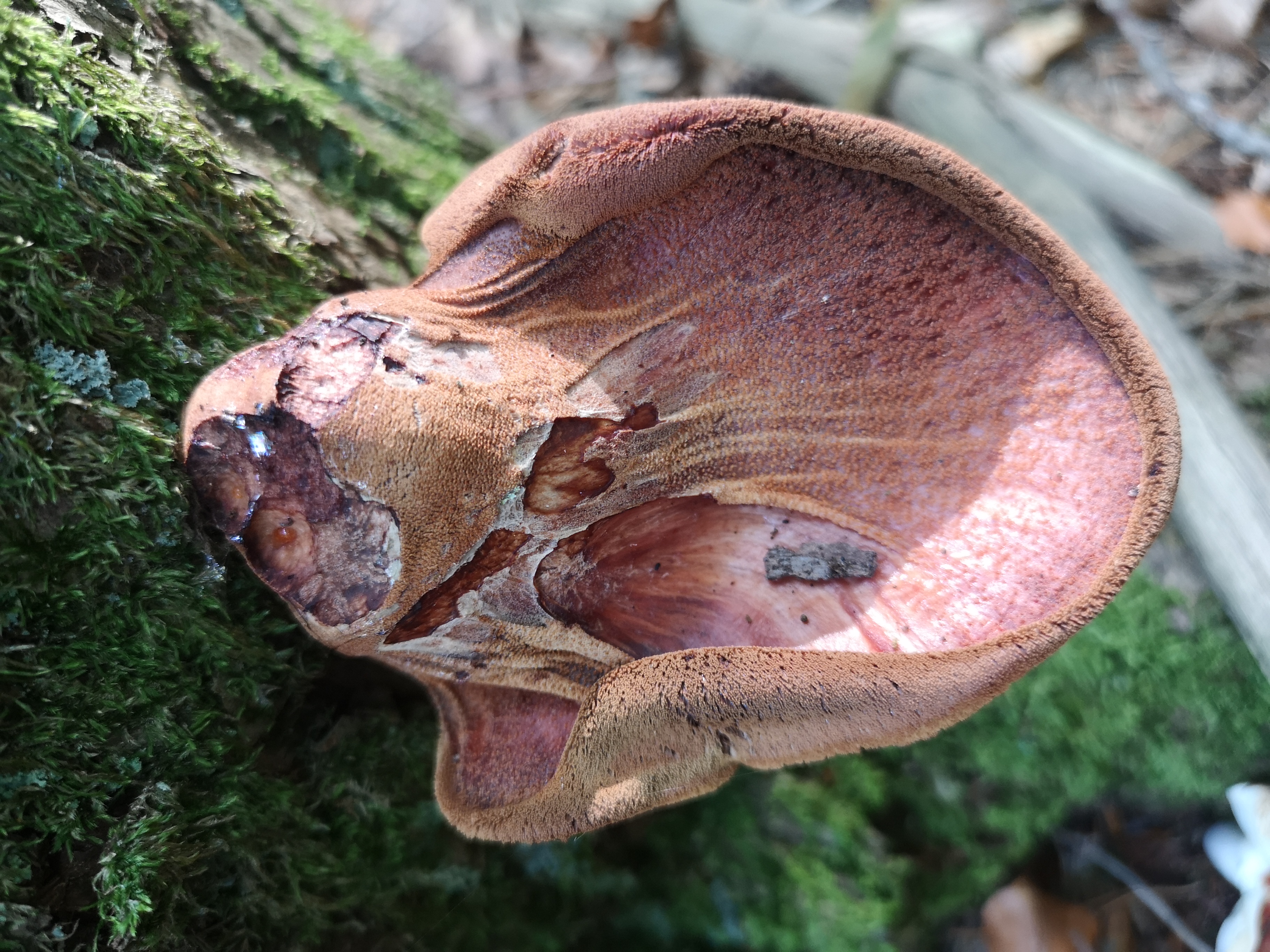 18112020110428 3931 art 771 fistulina hepatica2 1