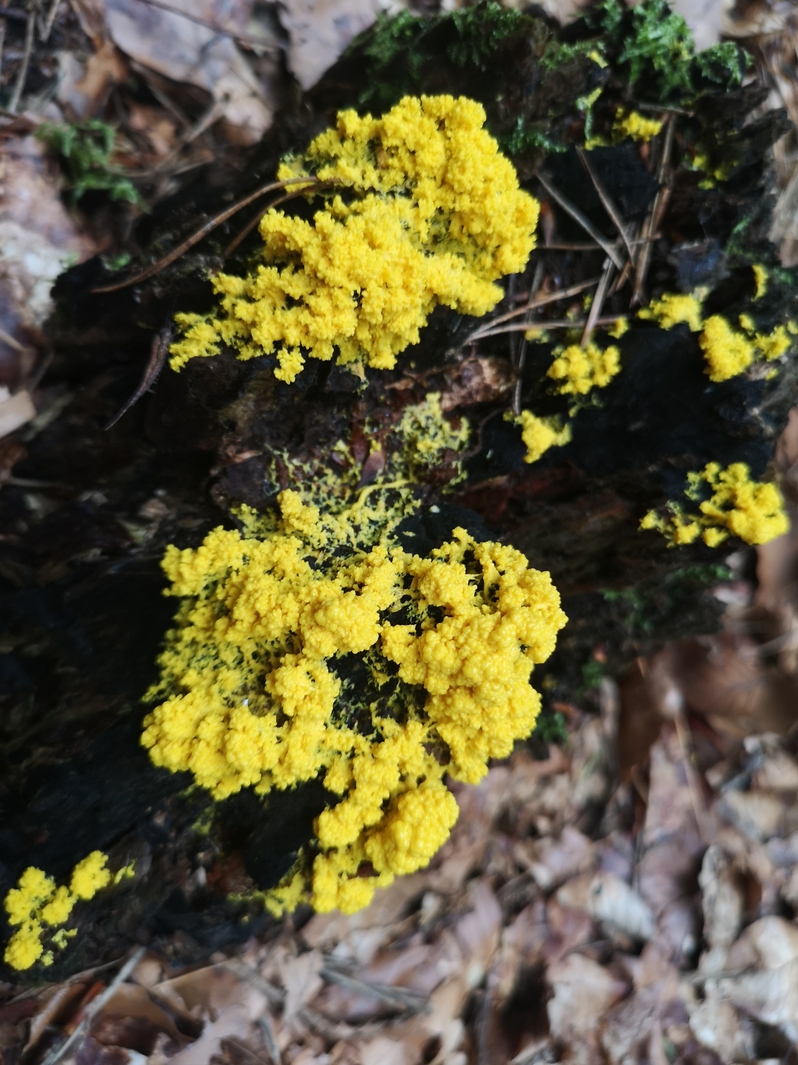 18112020110607 3933 art 516 fuligo septica