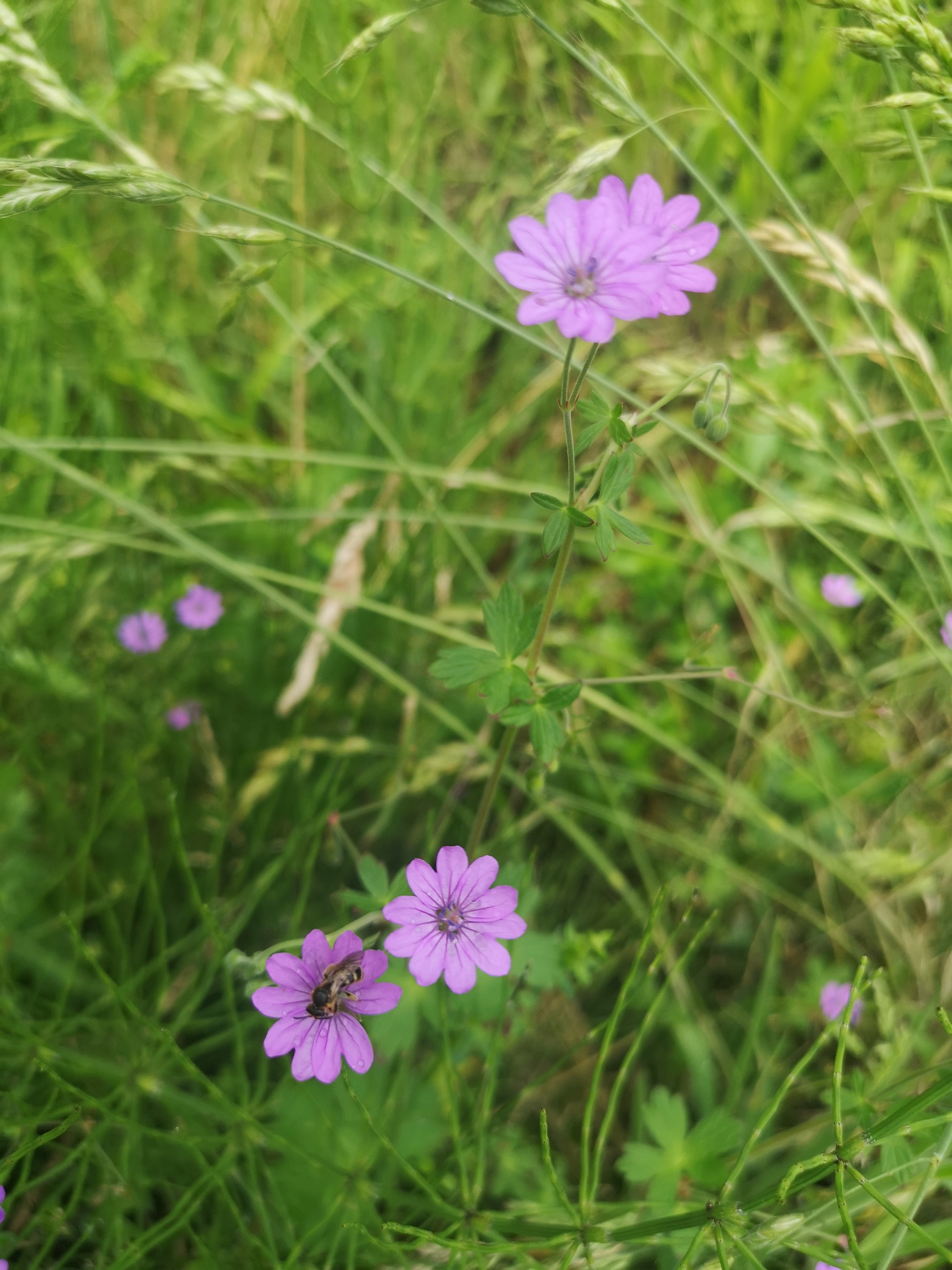 18112020114340 3940 art 2234 geranium pyrenaicum