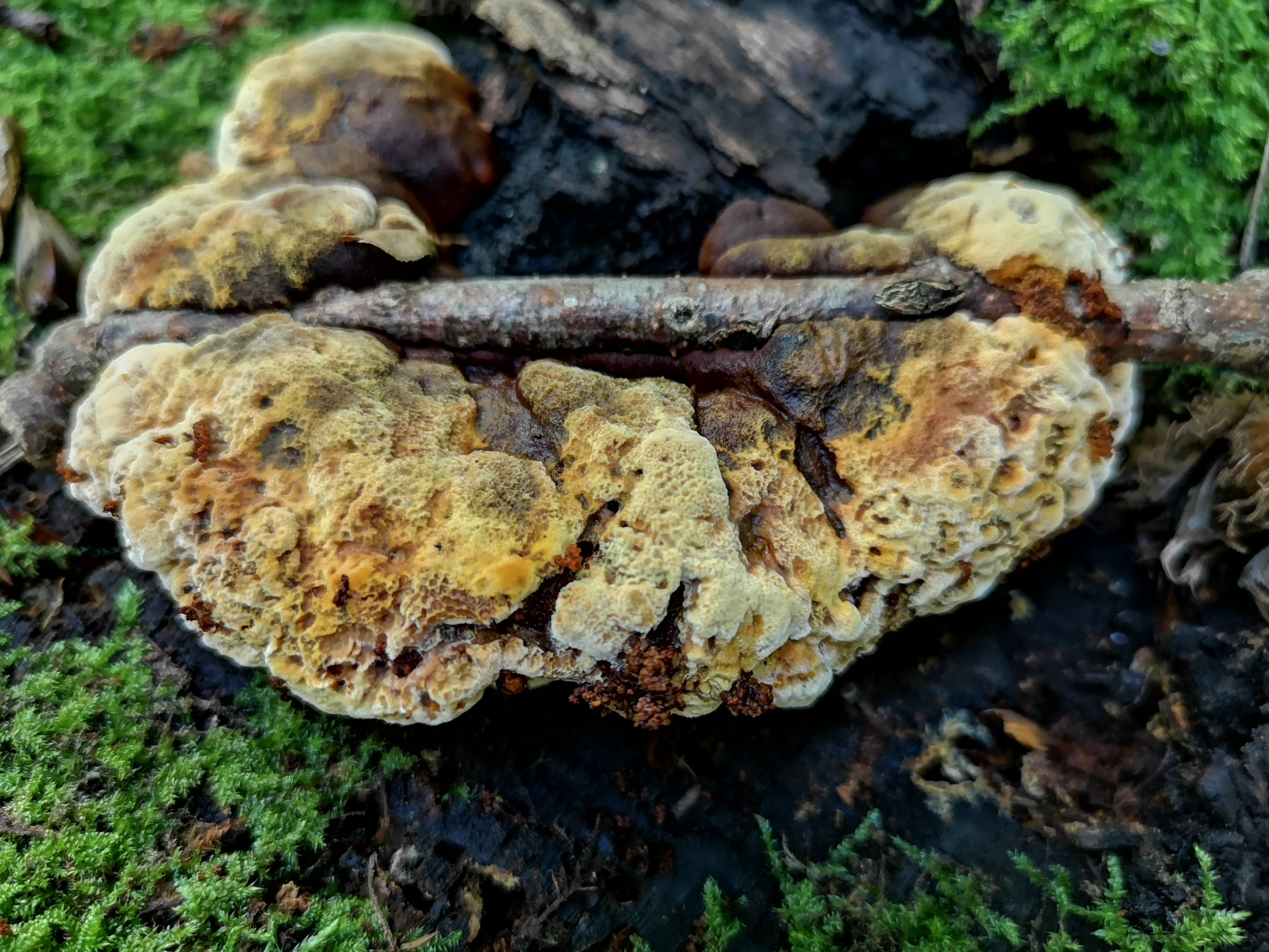 18112020114813 3941 art 157 gloeophyllum odoratum