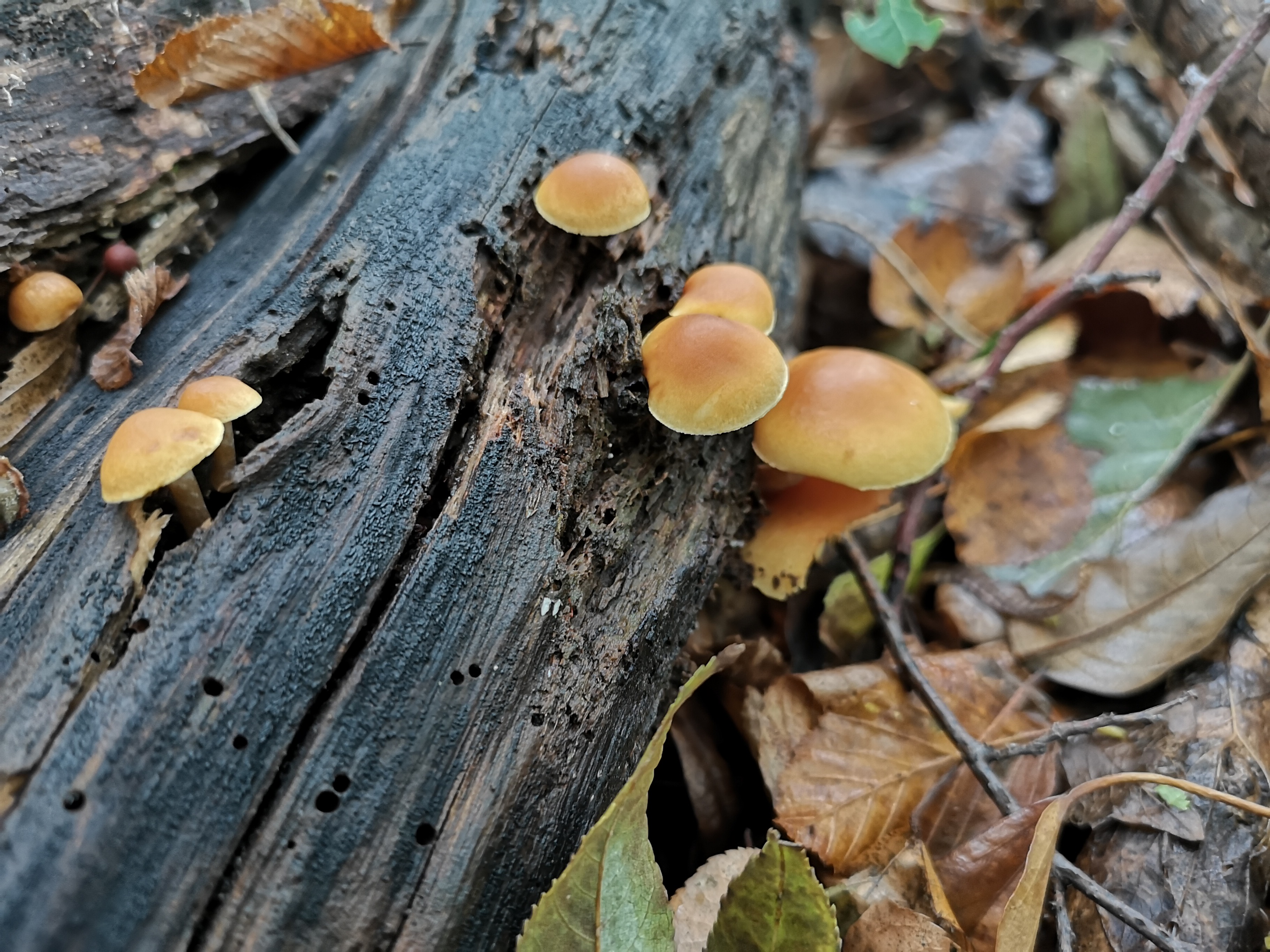 18112020115000 3942 art 1893 gymnopilus penetrans