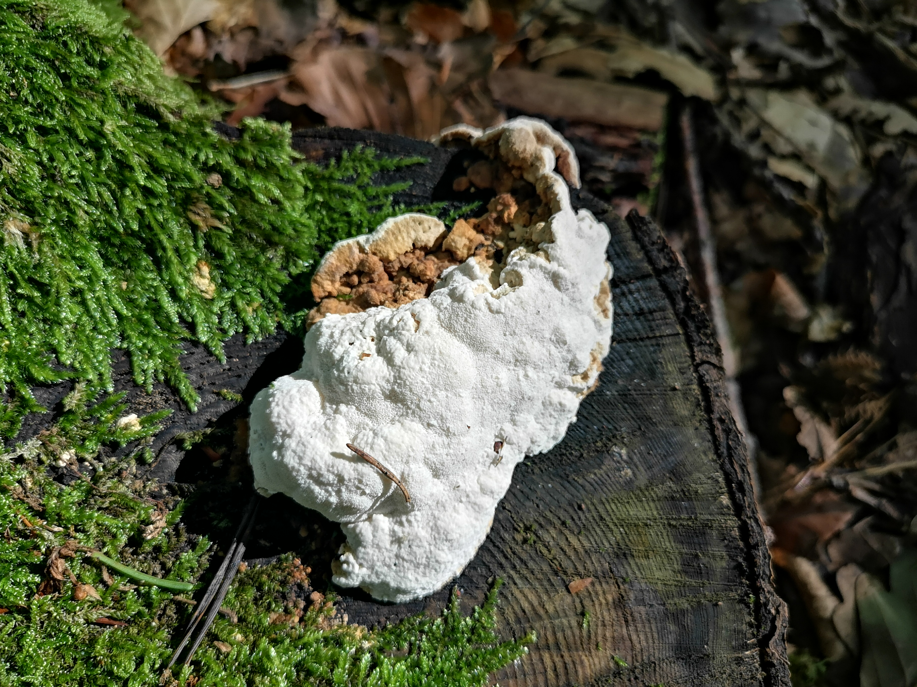 18112020115139 3943 art 2196 heterobasidion annosum