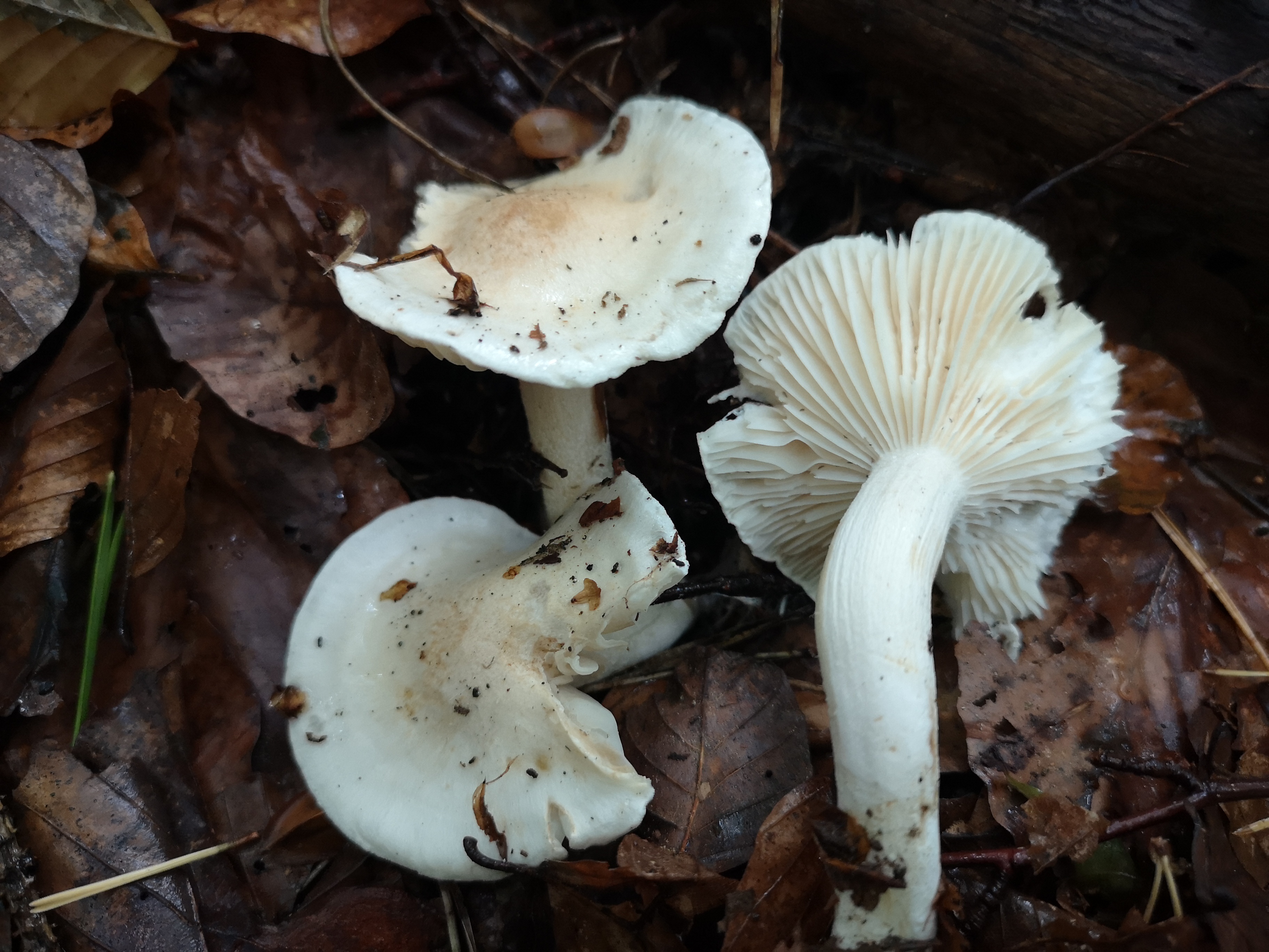 18112020122816 3944 art 2146 hygrophorus penarius