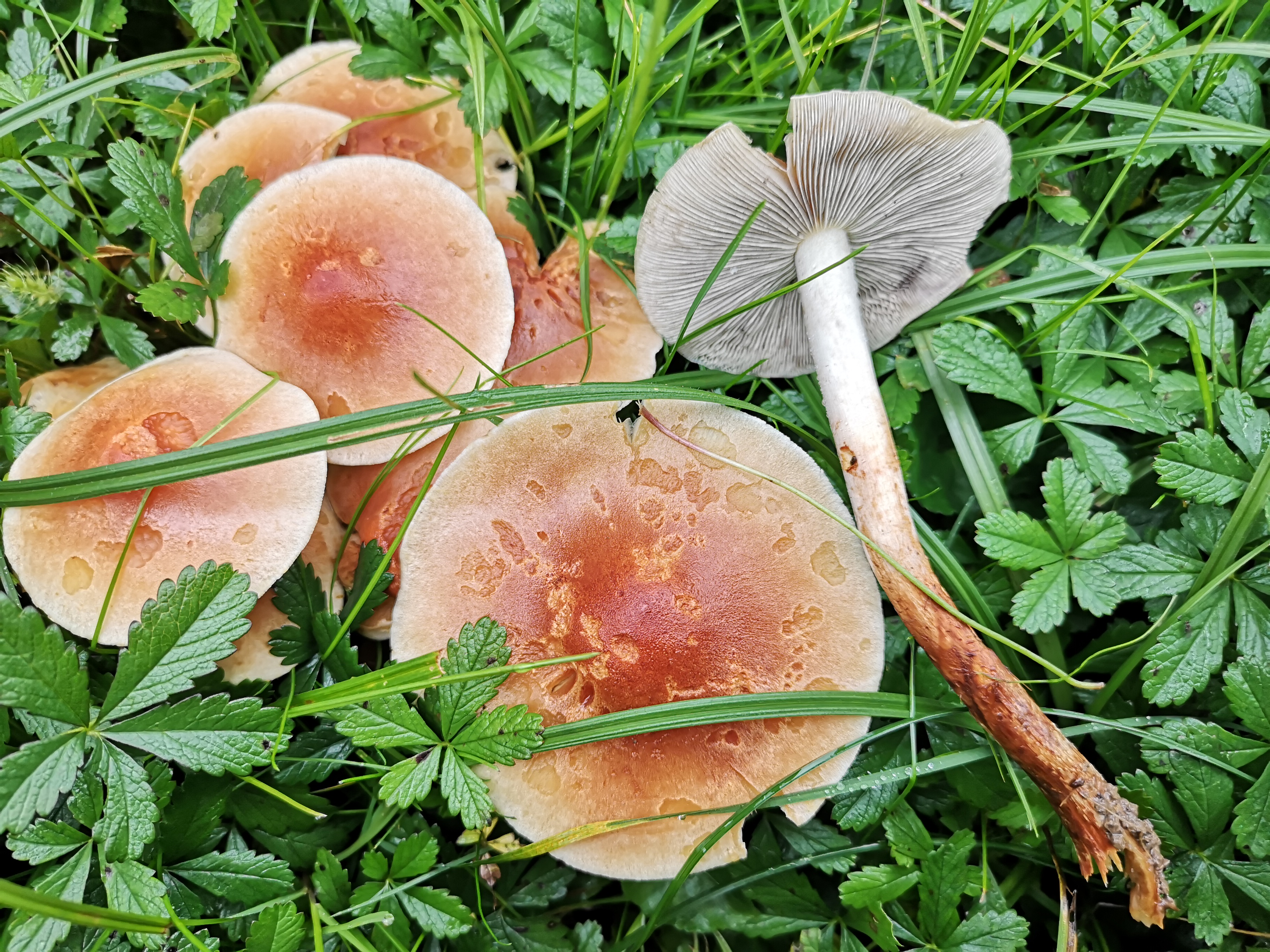18112020123032 3946 art 292 hypholoma capnoides
