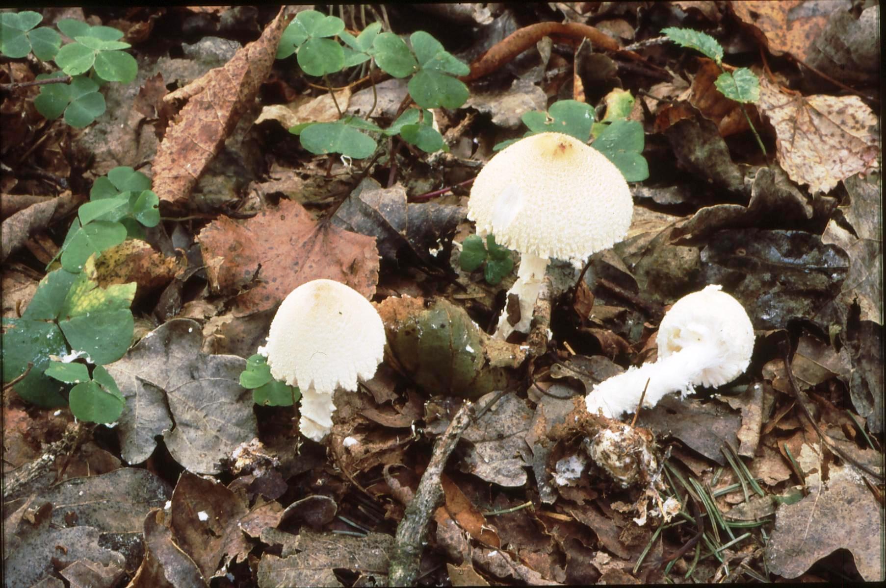 19022018104752 3415 art 2052 l. clypeolaria