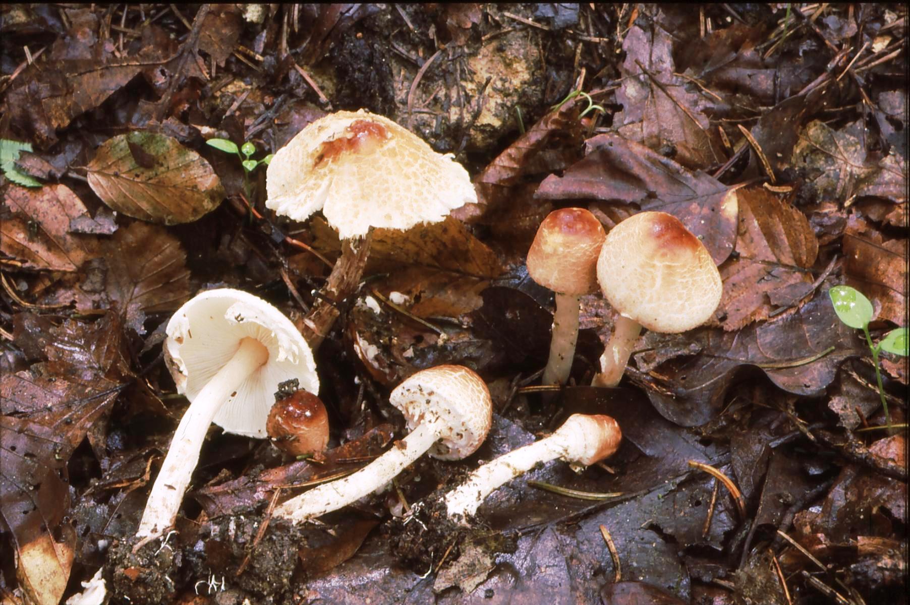 19022018105553 3416 art 2053 l. cristata