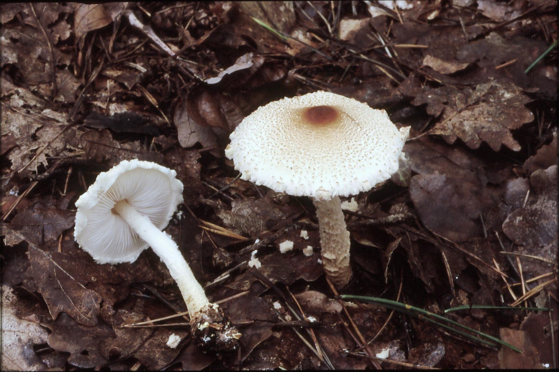 19022018132931 3424 art 2061 l. magnispora