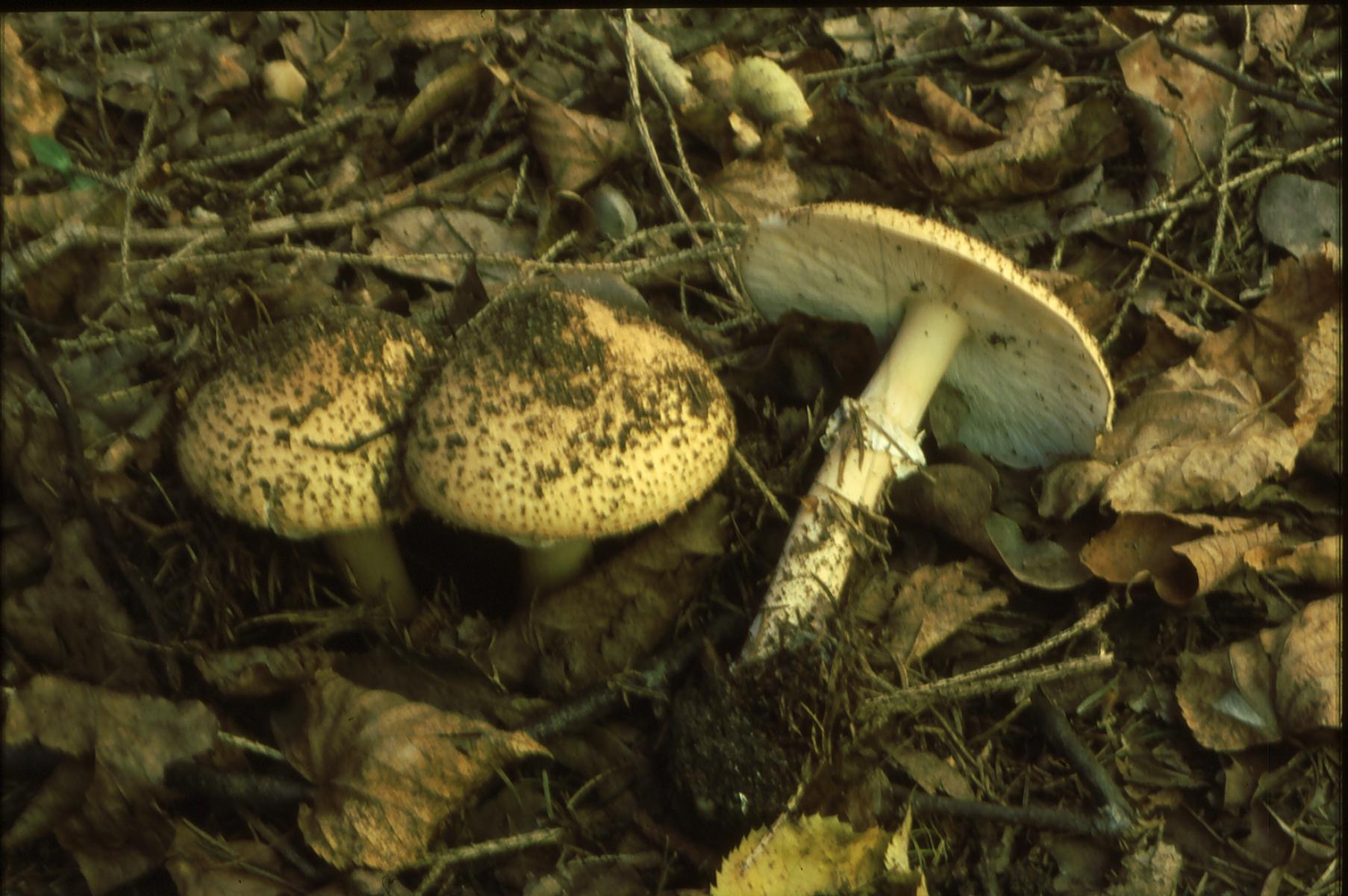 19022018133700 3425 art 2062 e. asperum