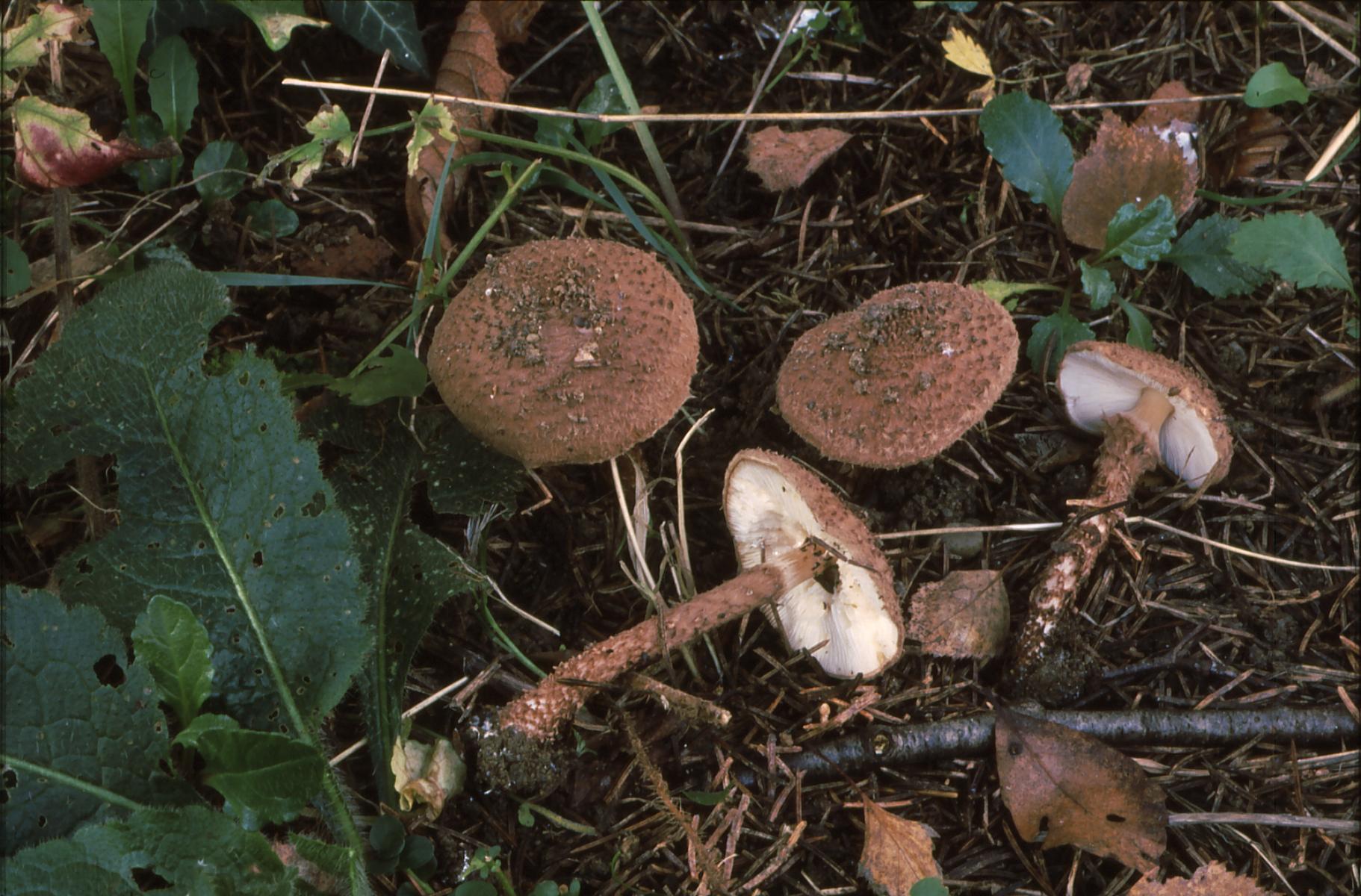 19022018134448 3426 art 2063 e. calcicola