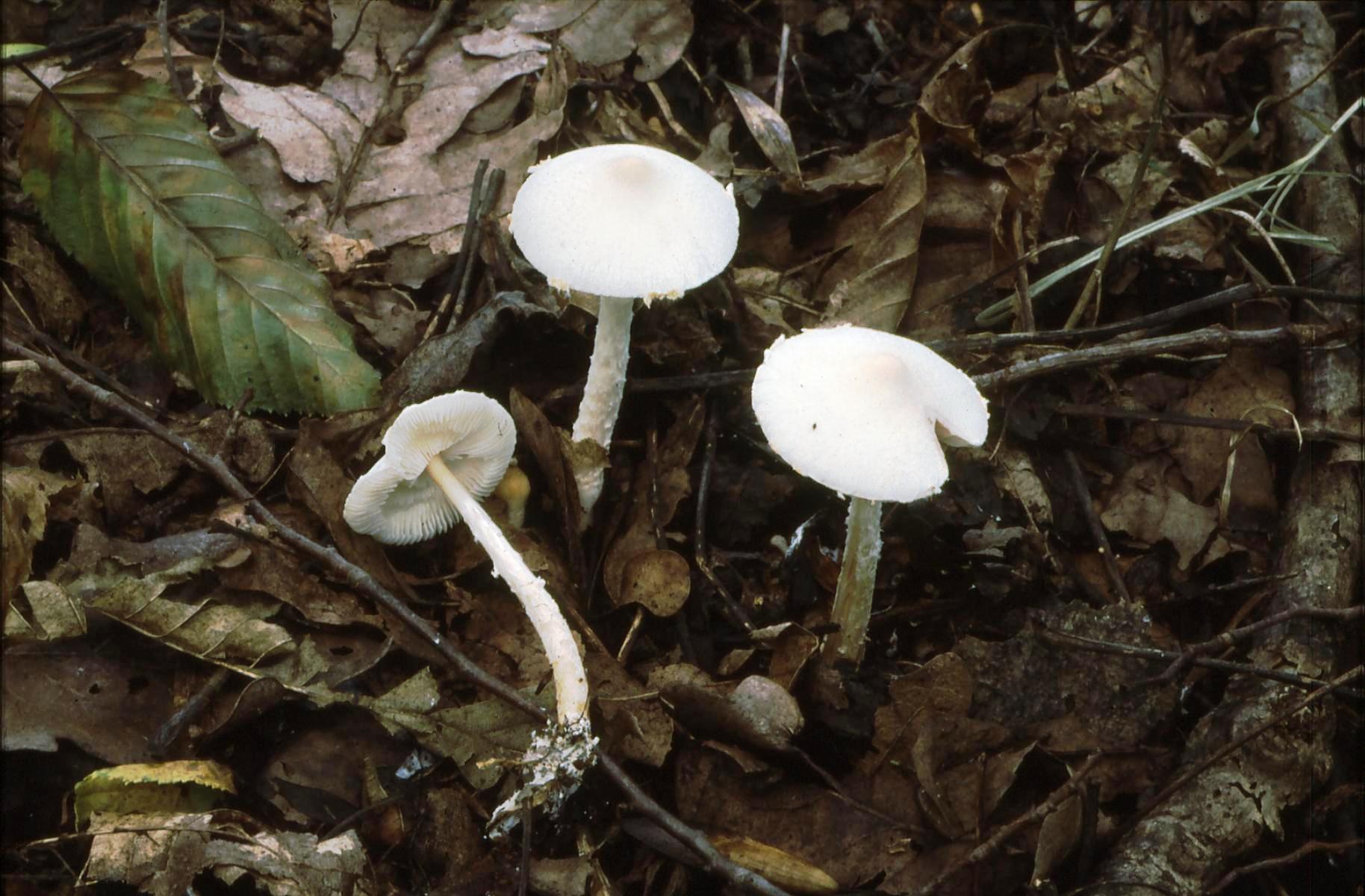 19022018135204 3427 art 2064 l. angustispora