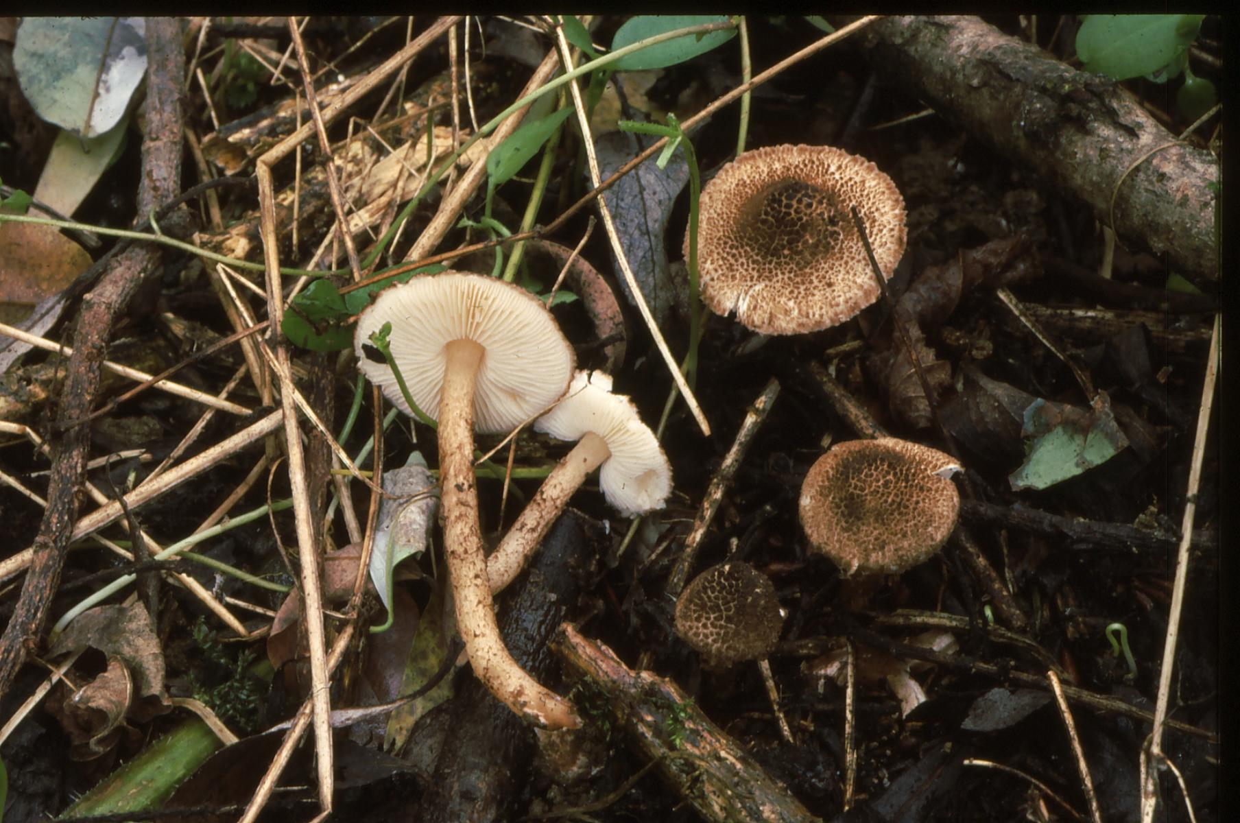 19022018140018 3428 art 2065 e. eriophorum